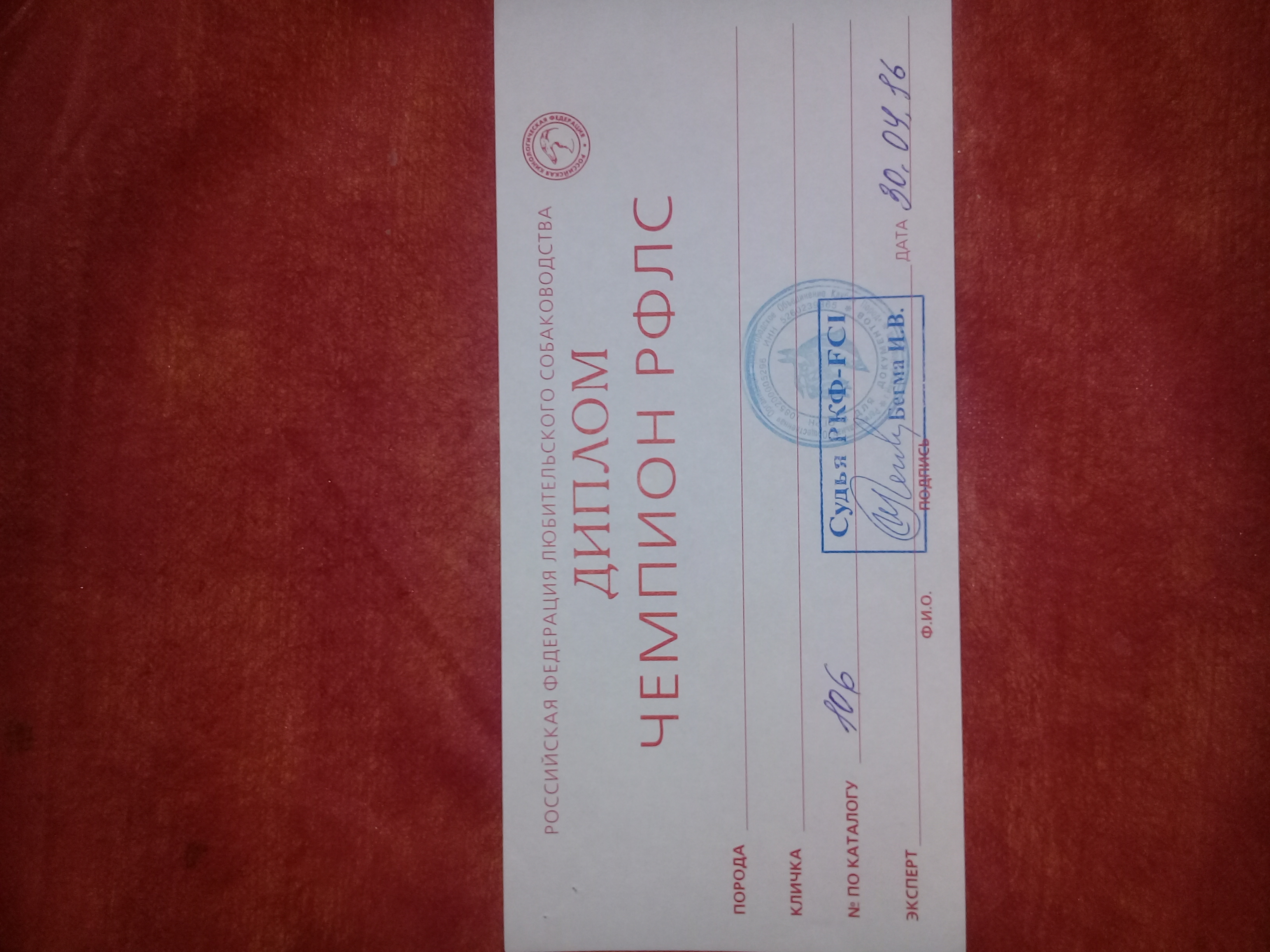 Титул чемпион ркф. Сертификат чемпион ркф. Титулы юный чемпион россии, чемпион россии, чемпион ркф. Диплом чемпион ркф. Диплом юный чемпион россии.