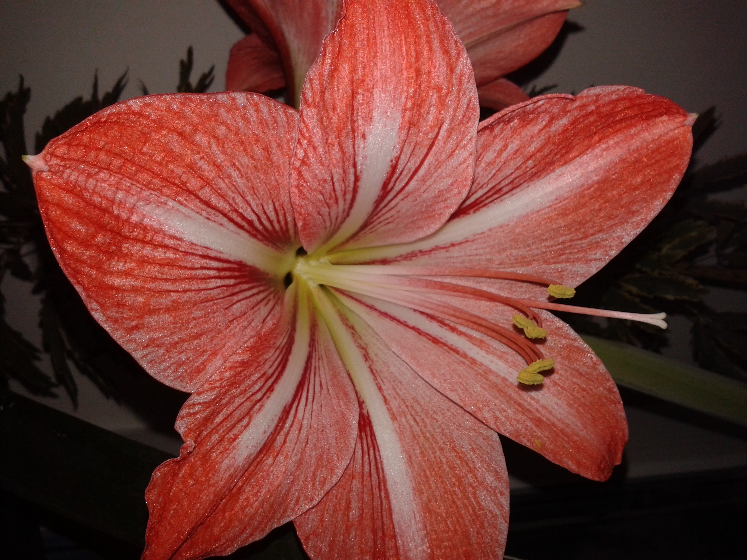 Купить Гиппеаструм На Авито В Калуге