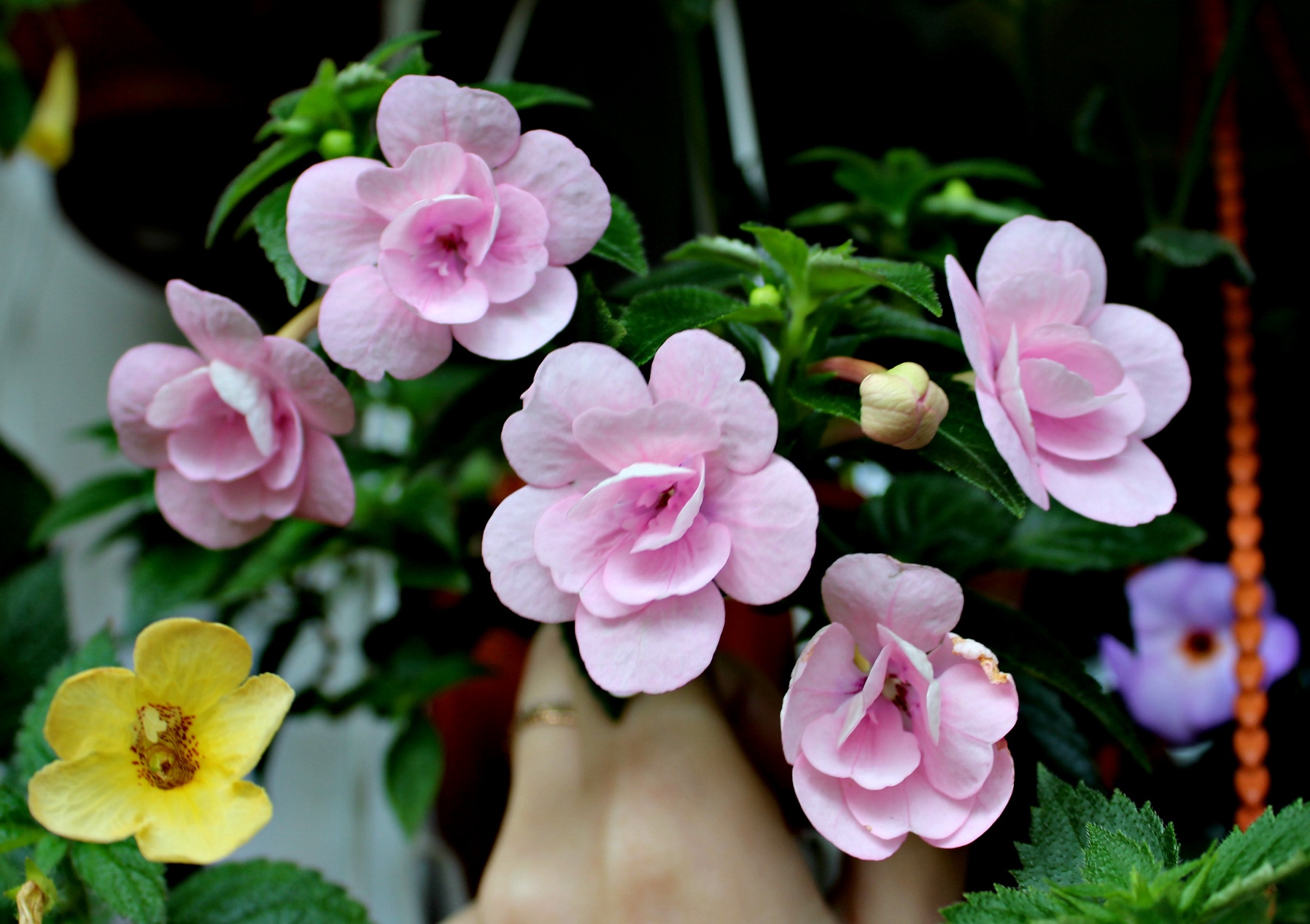 Ризома ахименеса фото. Ахименес Double Pink Rose. Ахименес Double Pink. Ахименесы Double Pink. Ахименес Дабл Пинк.