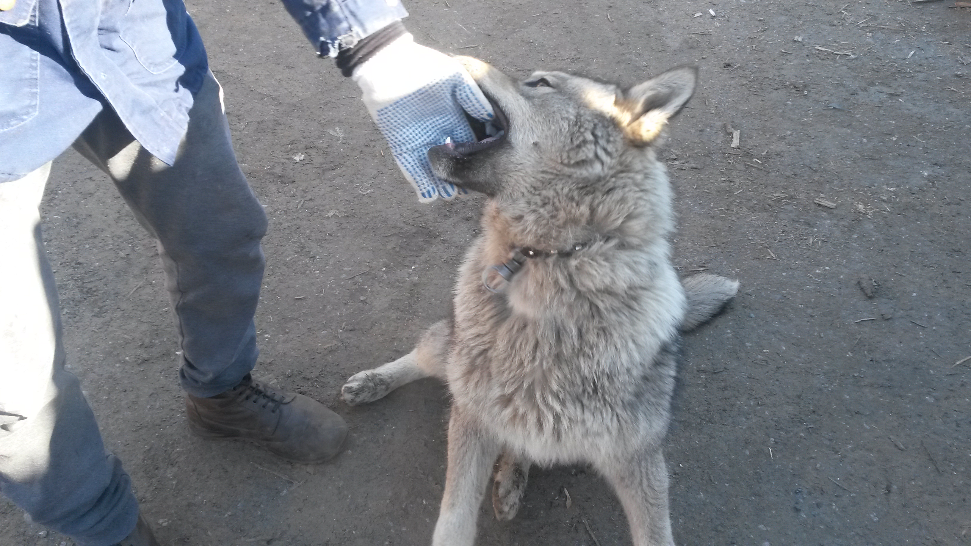 Потерянные обсуждение. Найдена собака Энколово. Найдена собака кобель Свердловская область. Найдена собака Караганда. Найдены собаки в Новосибирской области.