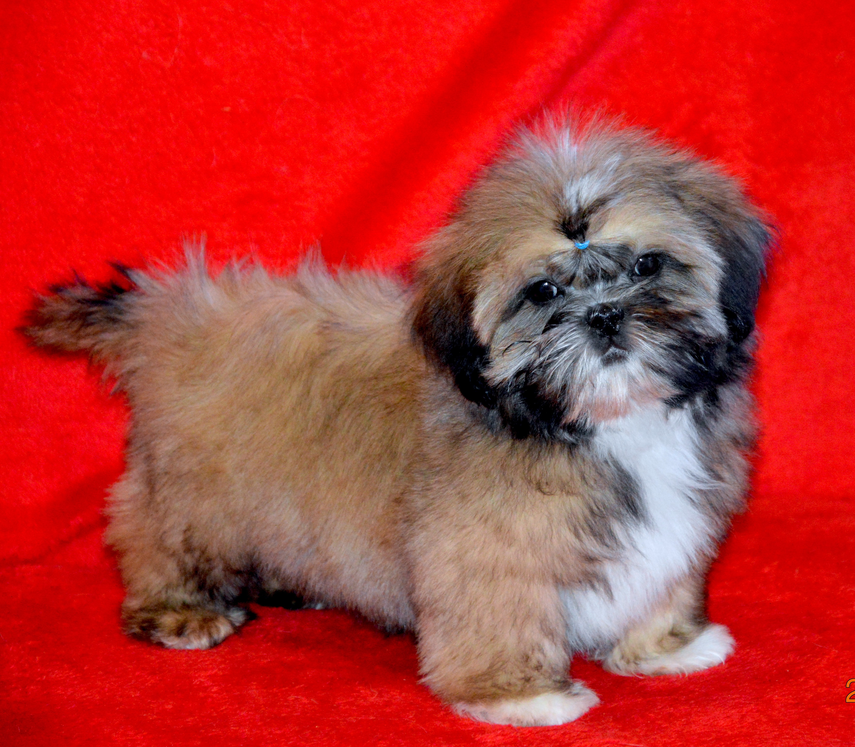 Ши тцу собака клички. Ши тцу собака клички. Ши тцу собака клички. Ши тцу белая. Щенки породы ши тцу.