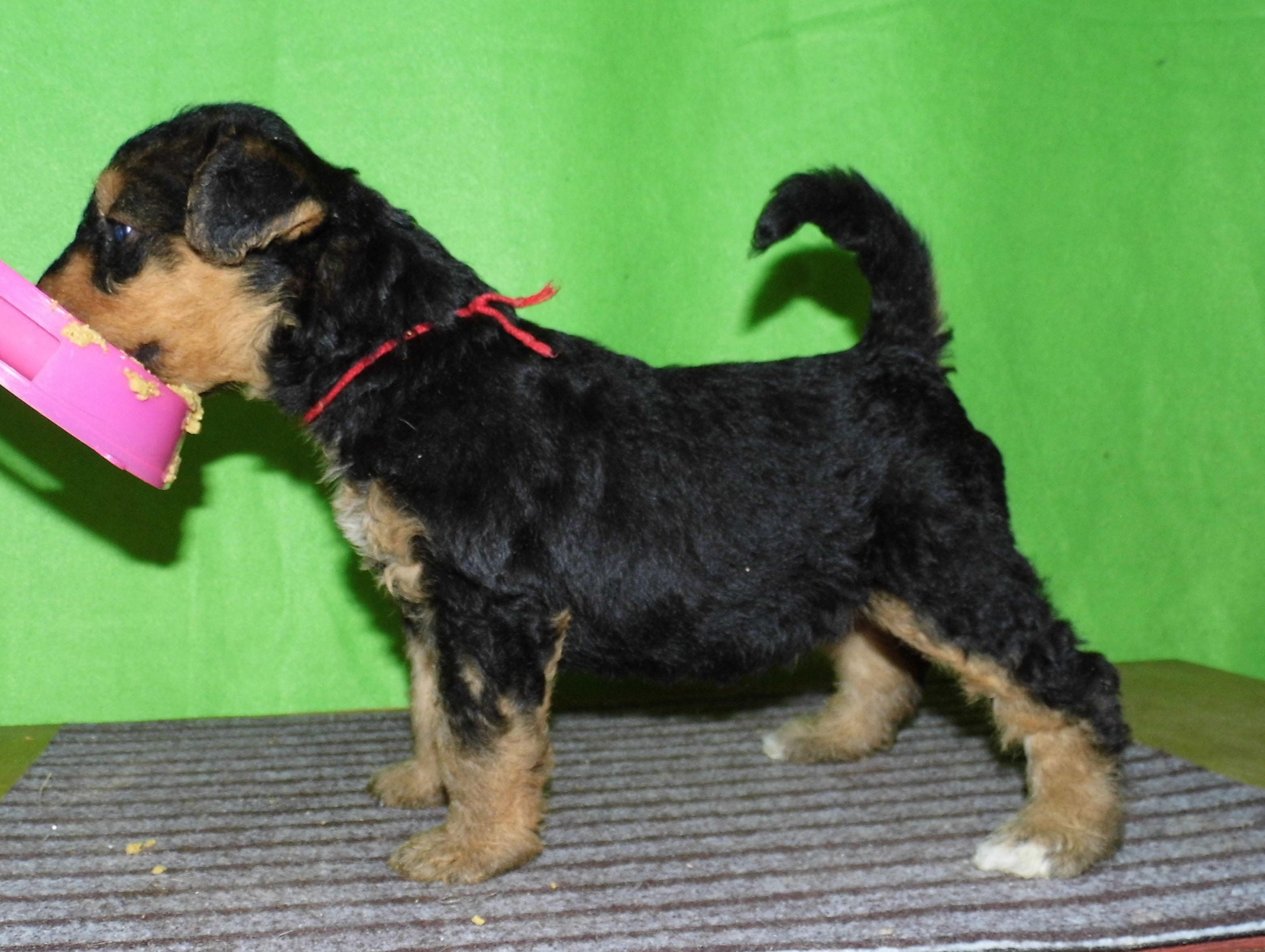 Эрдельтерьер Купить Щенка В Казани