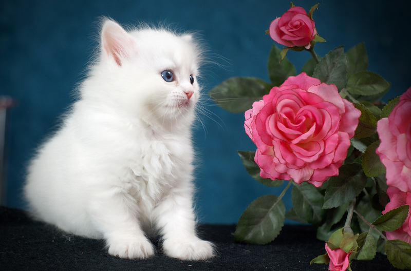 Добрые пожелания с кошками. Кошечка белая и розы. Белый котенок в розах. Открытки с котятами и цветами. Красивые пушистые кошки в розах.