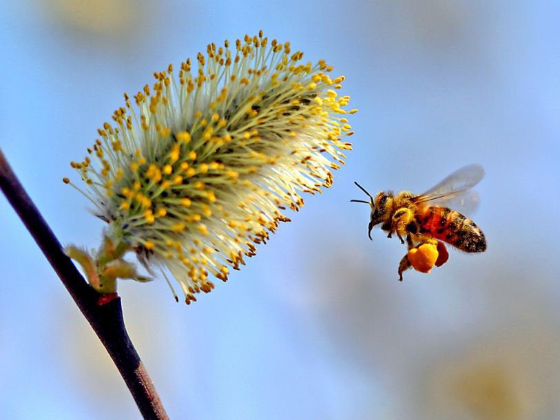 Пыльца растений собранная пчелой. Ивовый пир Шмель. Пчелы весной. Сбор пыльцы. Насекомые собирающие пыльцу.