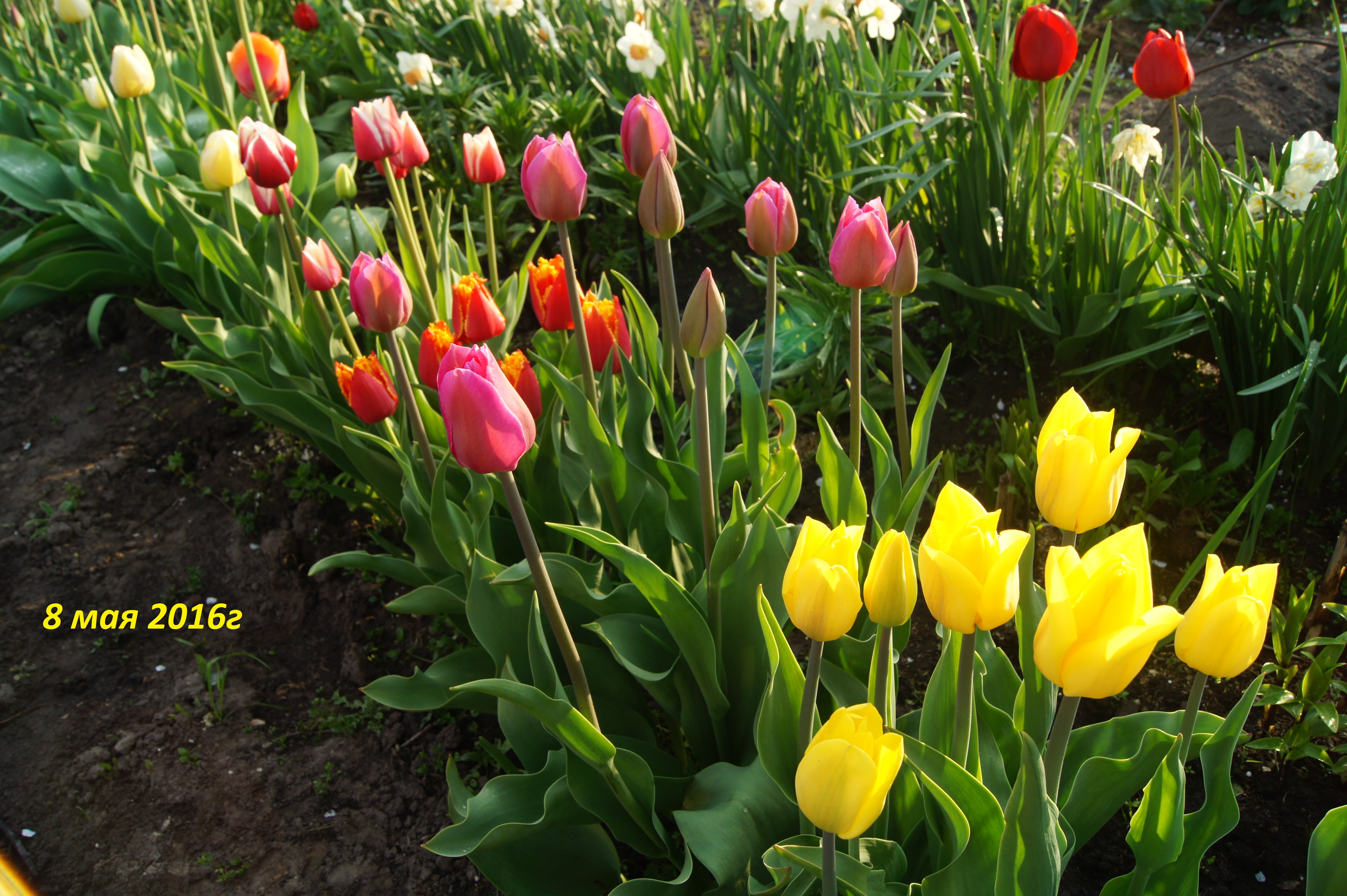 Можно ли посадить тюльпаны в марте. Тюльпан лилиецветные, смесь. Выгонка тюльпанов. Тюльпан Bright Sun.