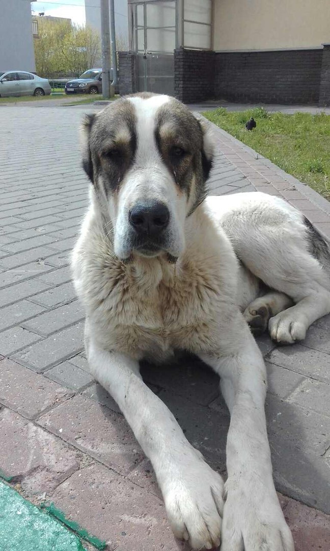 Потерялся алабай