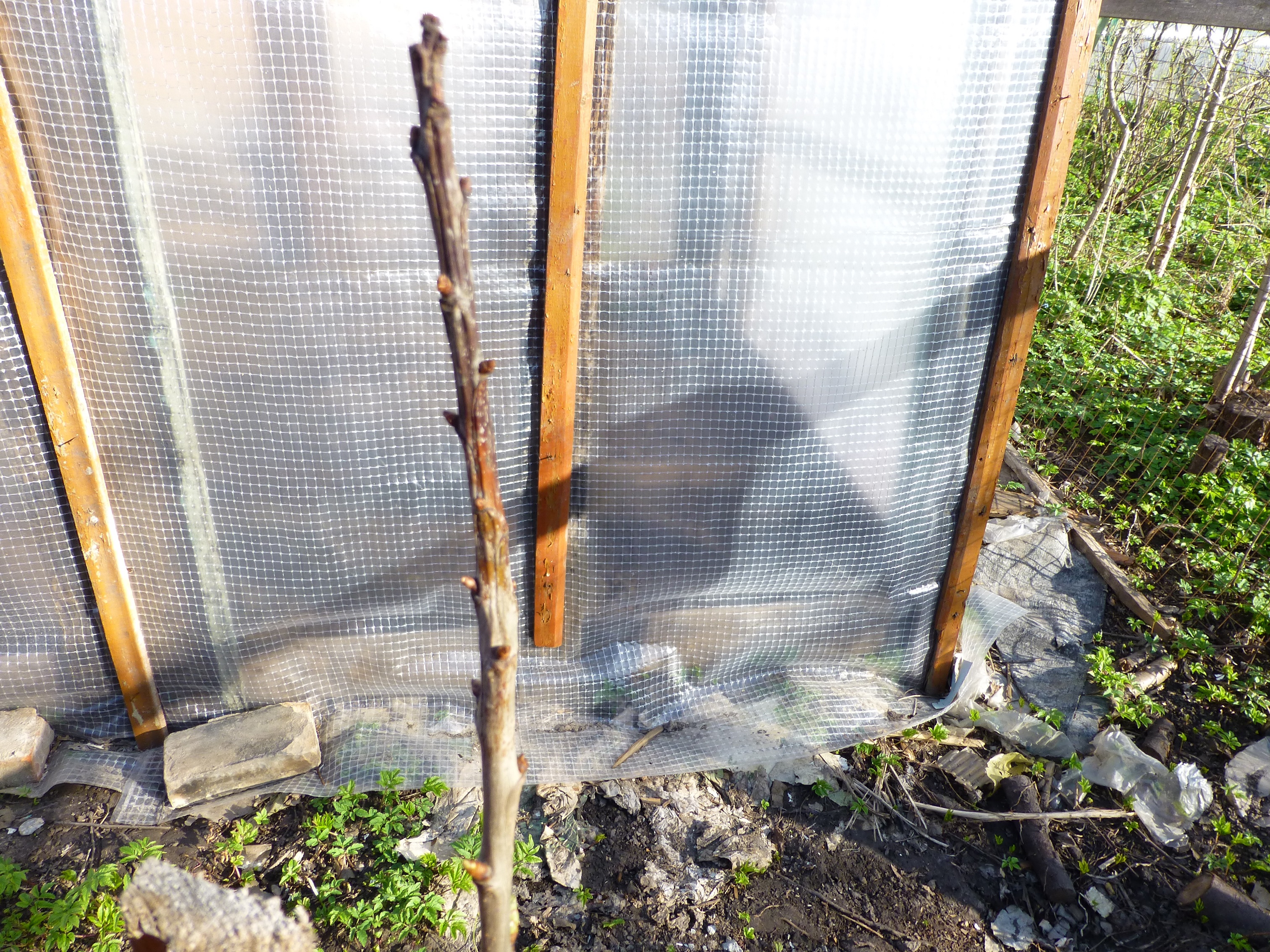 Яблоня подмерзла. Не просыпается черешня после зимы что делать. Монилиоз вишни срез ветки. Черешня наполеон дерево. Саженец абрикосового дерева.