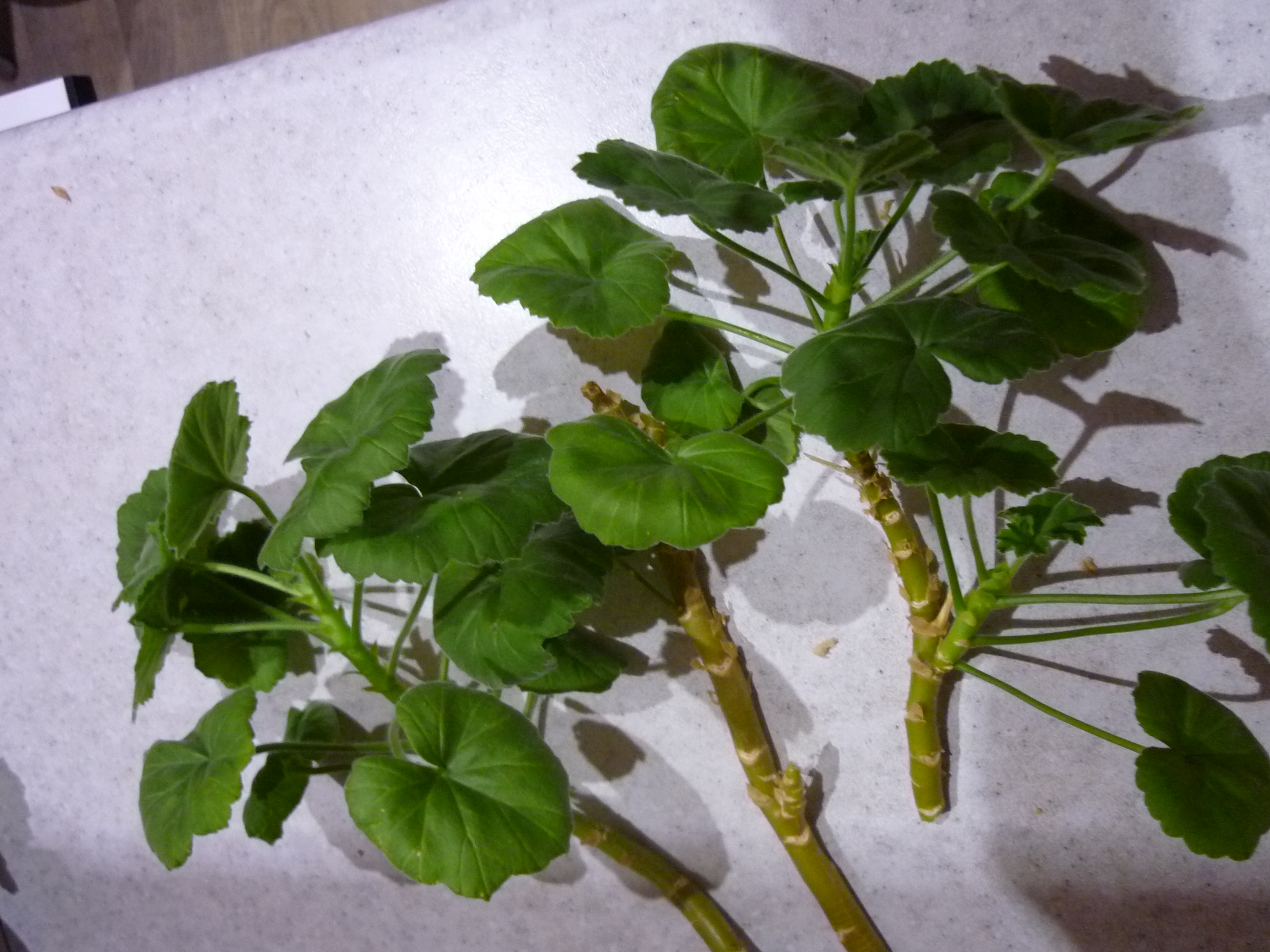 Казань Купить Черенки Пеларгонии В Приволжском Районе