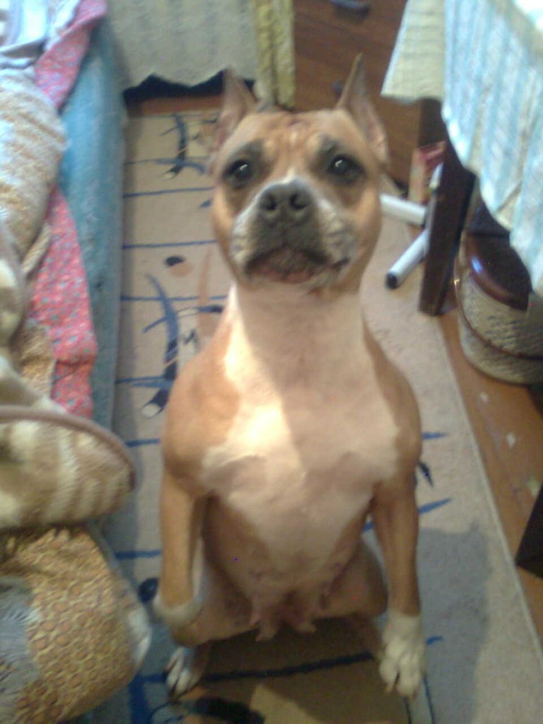 щенки амстаффа в добрые руки. стаффордширский терьер некупированный. стафф терьер девочка. в добрые руки стаффордширского. в добрые руки стаффордширского.