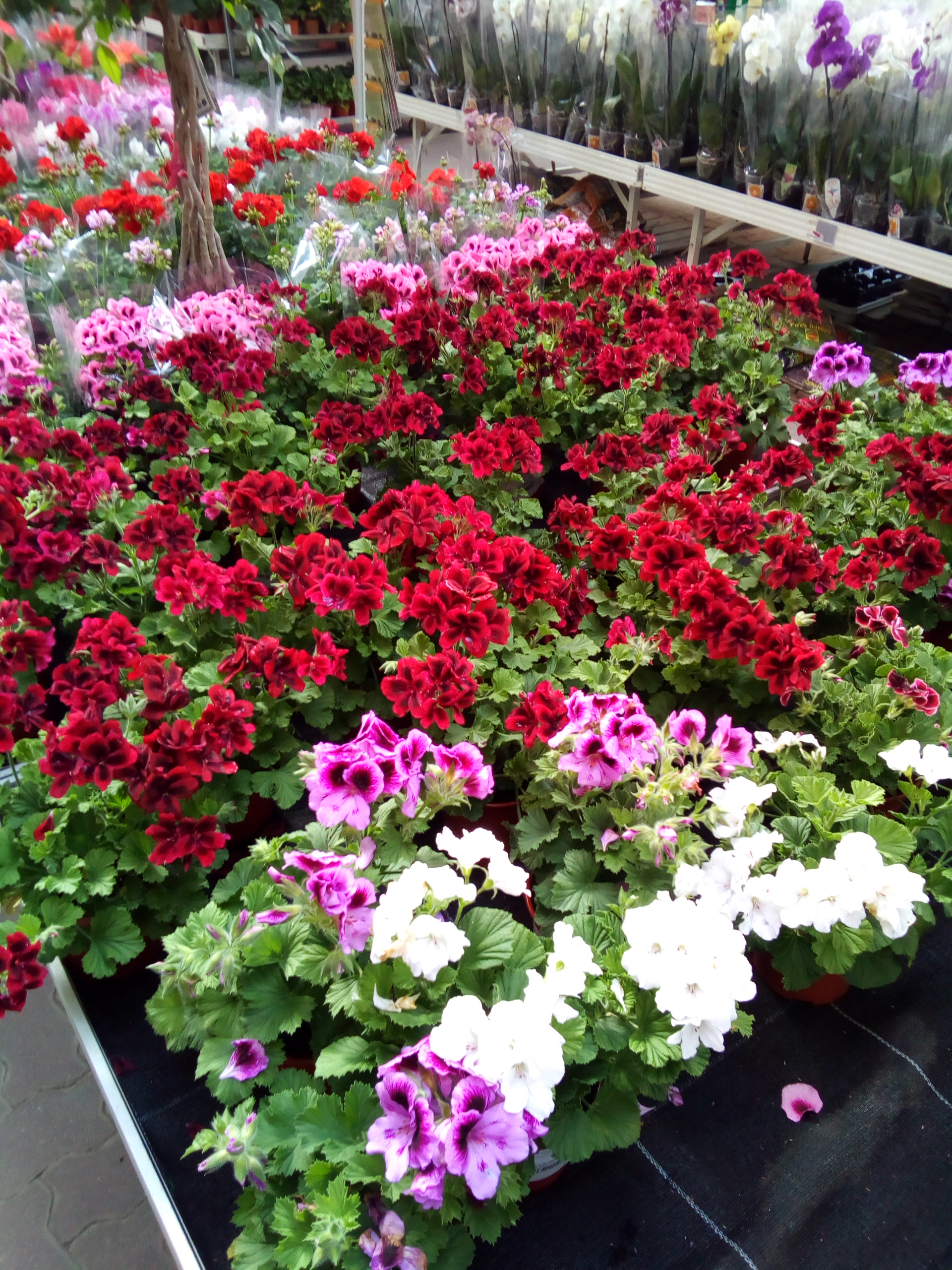 Казань Купить Черенки Пеларгонии В Приволжском Районе