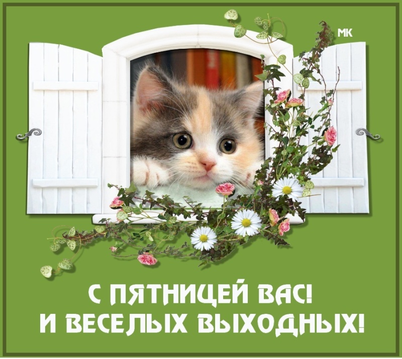 сорт относится добрый день пятница прикольные картинки для общему поиску городе