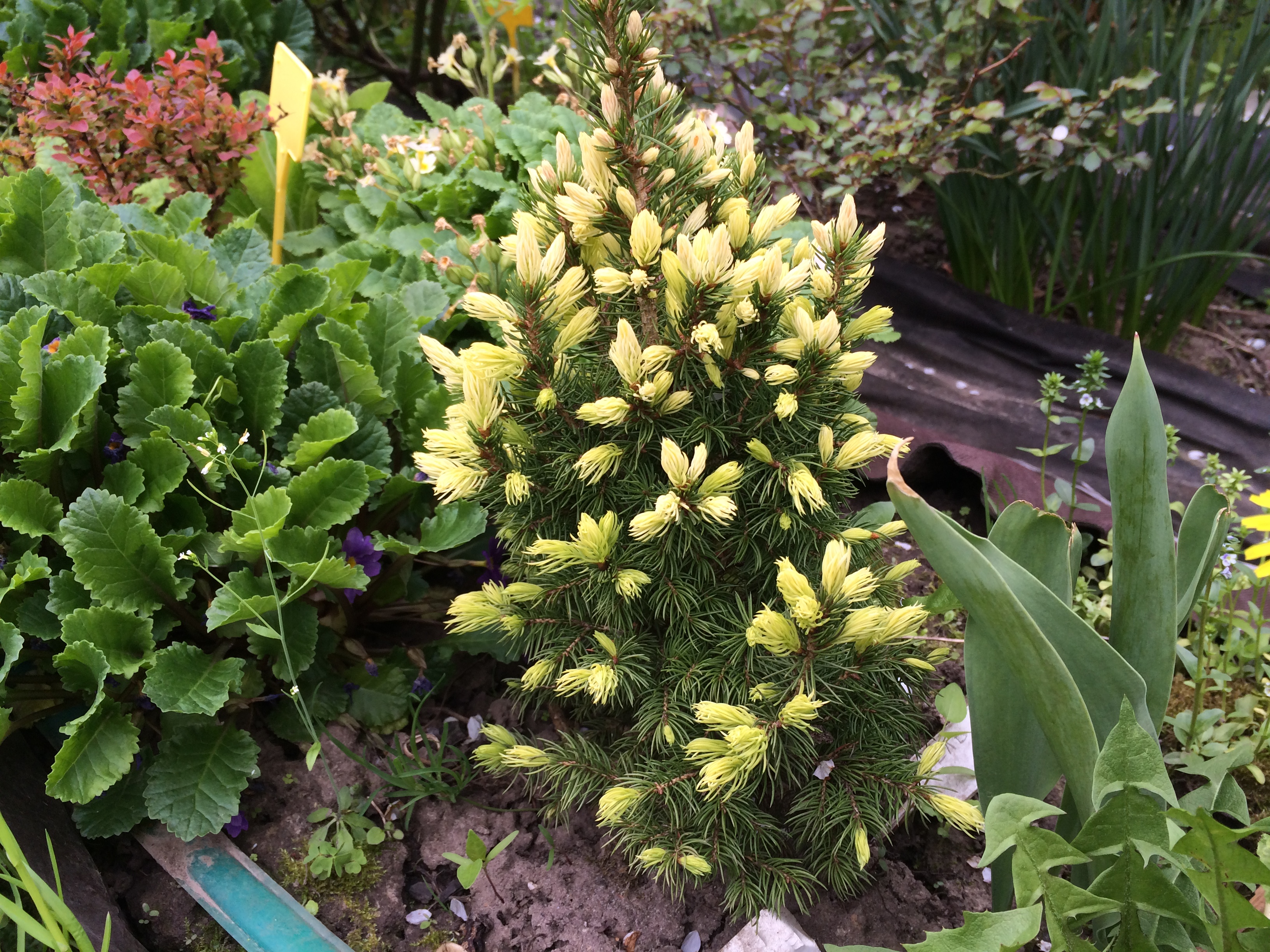 Канадская дейзи вайт. Ель дейзи уайт. Ель канадская дейзи хайт. Ель glauca 'daisy's white'. Ель канадская дейлис вайн.