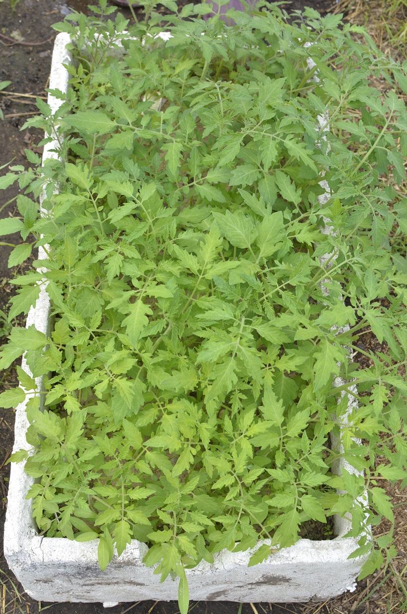 Где Купить Рассаду Помидоров Черри