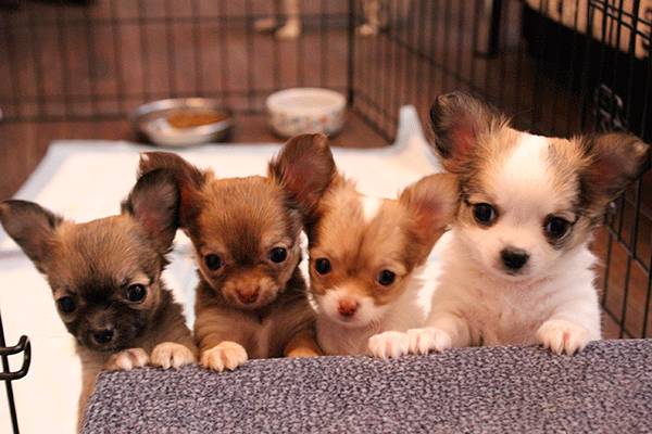 щетка для чихуахуа гладкошерстного. чихуахуа отзывы минусы. минусы чихуахуа. плюсы собак.