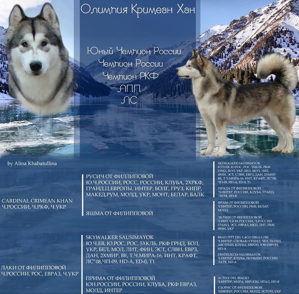 Презентация собак фото