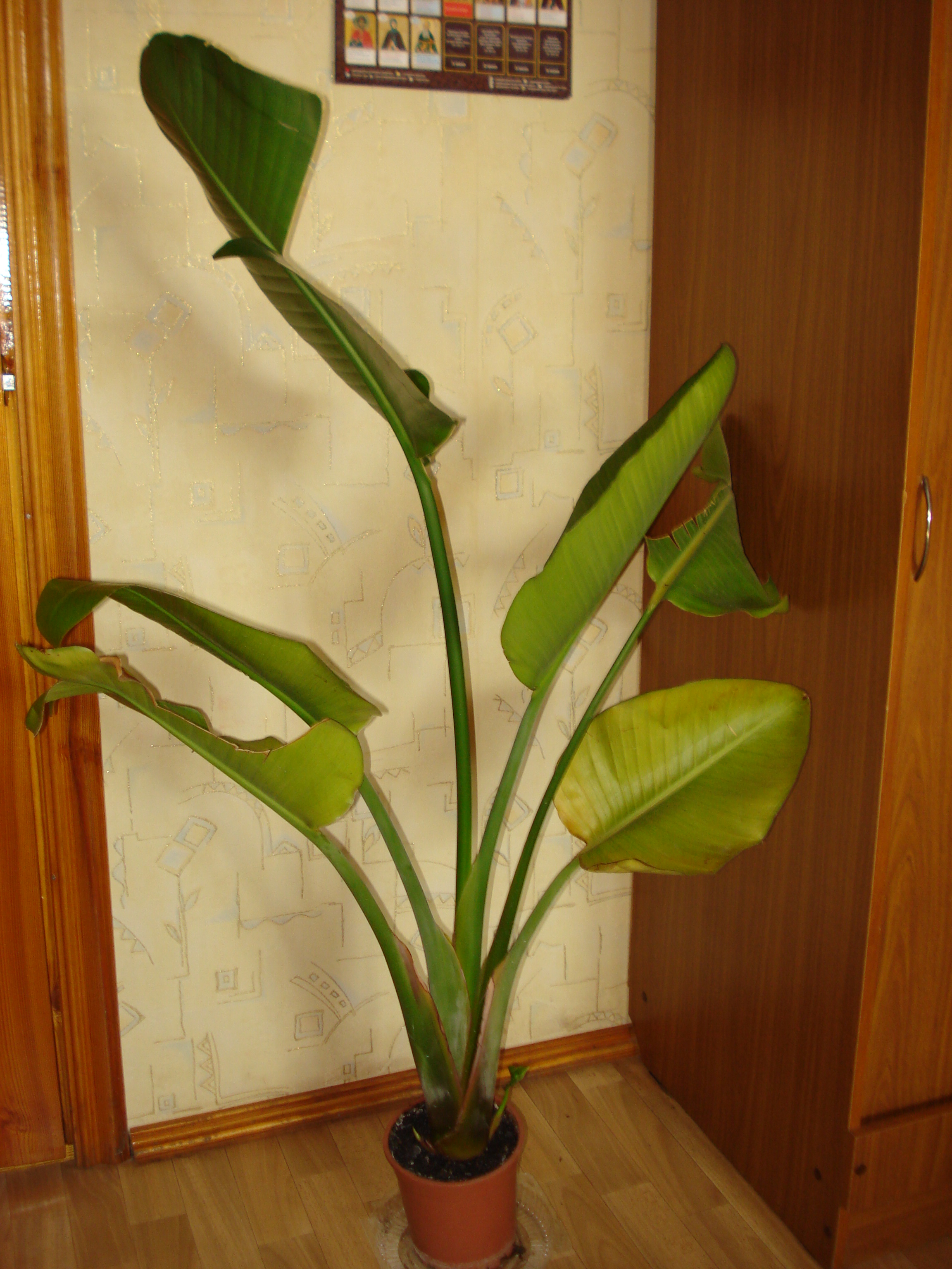 Стрелиция Николая Festima.Ru - Мониторинг объявлений