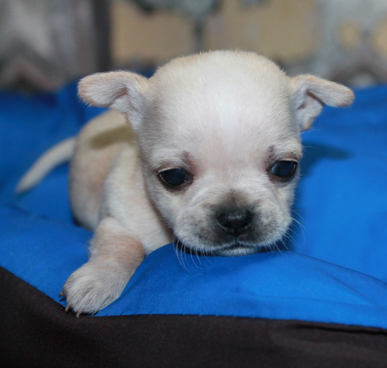 Чихуахуа мальчик. Щенки мальчики чихуахуа. Чихуахуа подросток. Чиуауа собаки мальчики