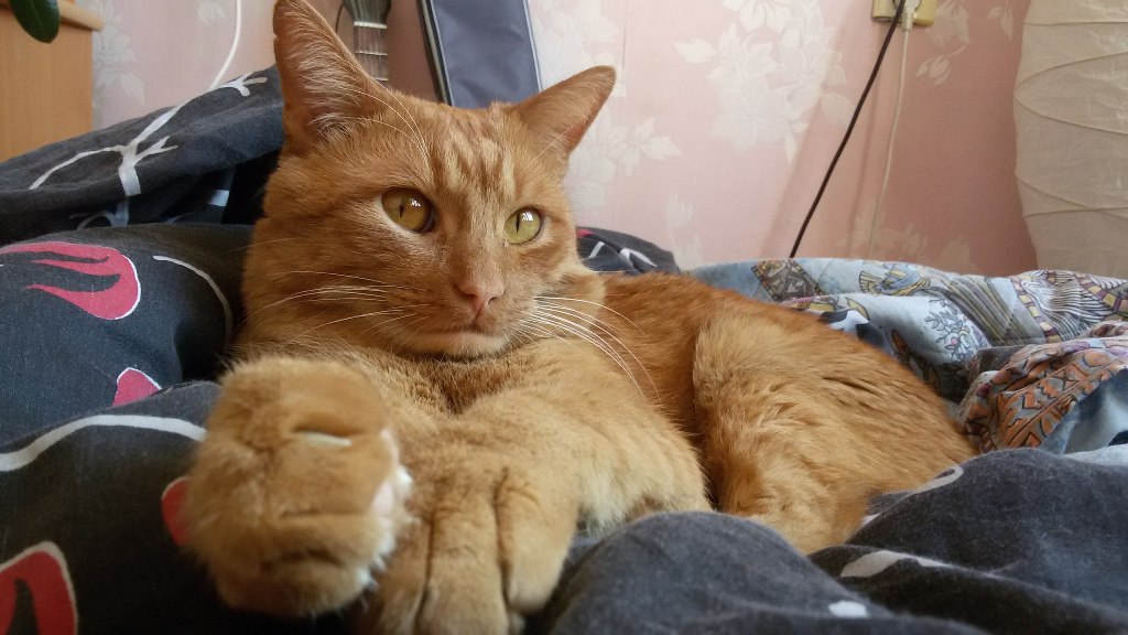 Котик найдись. Рыжий без глаза воришка. Фото рыжего БЛОХАСТОГО грязного без чуть чуть уха кота рыжего. Нижнедевицк рыжий котенок пропал. Рыжий кот взгляд тик ток