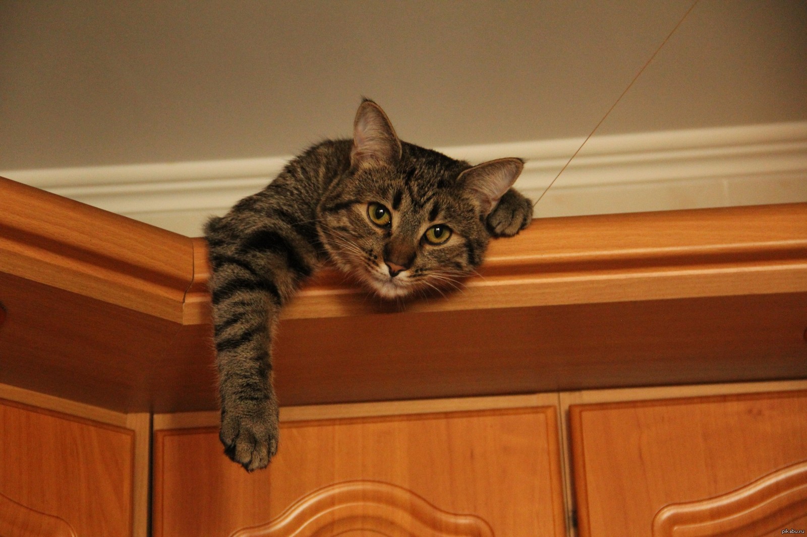 Кот прячется под диваном в новом доме