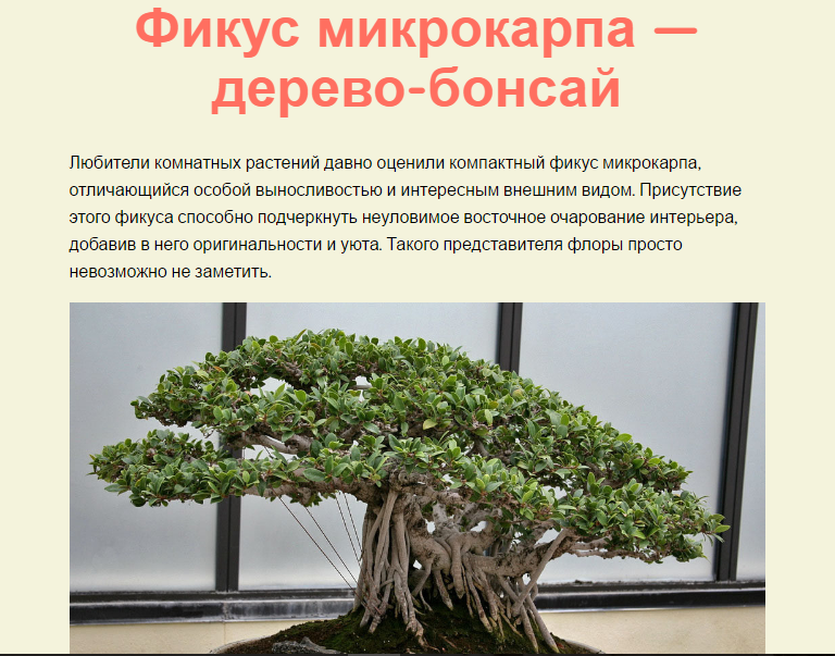 Фикус бенджамина бонсай формирование схема