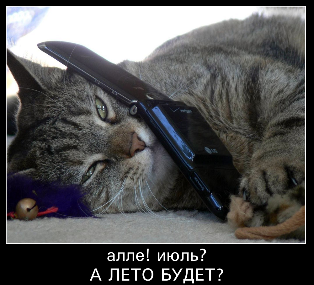 Шел второй день лета картинки прикольные