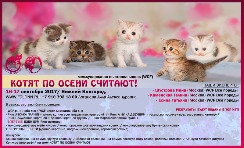 Где Купить Котенка Ульяновск