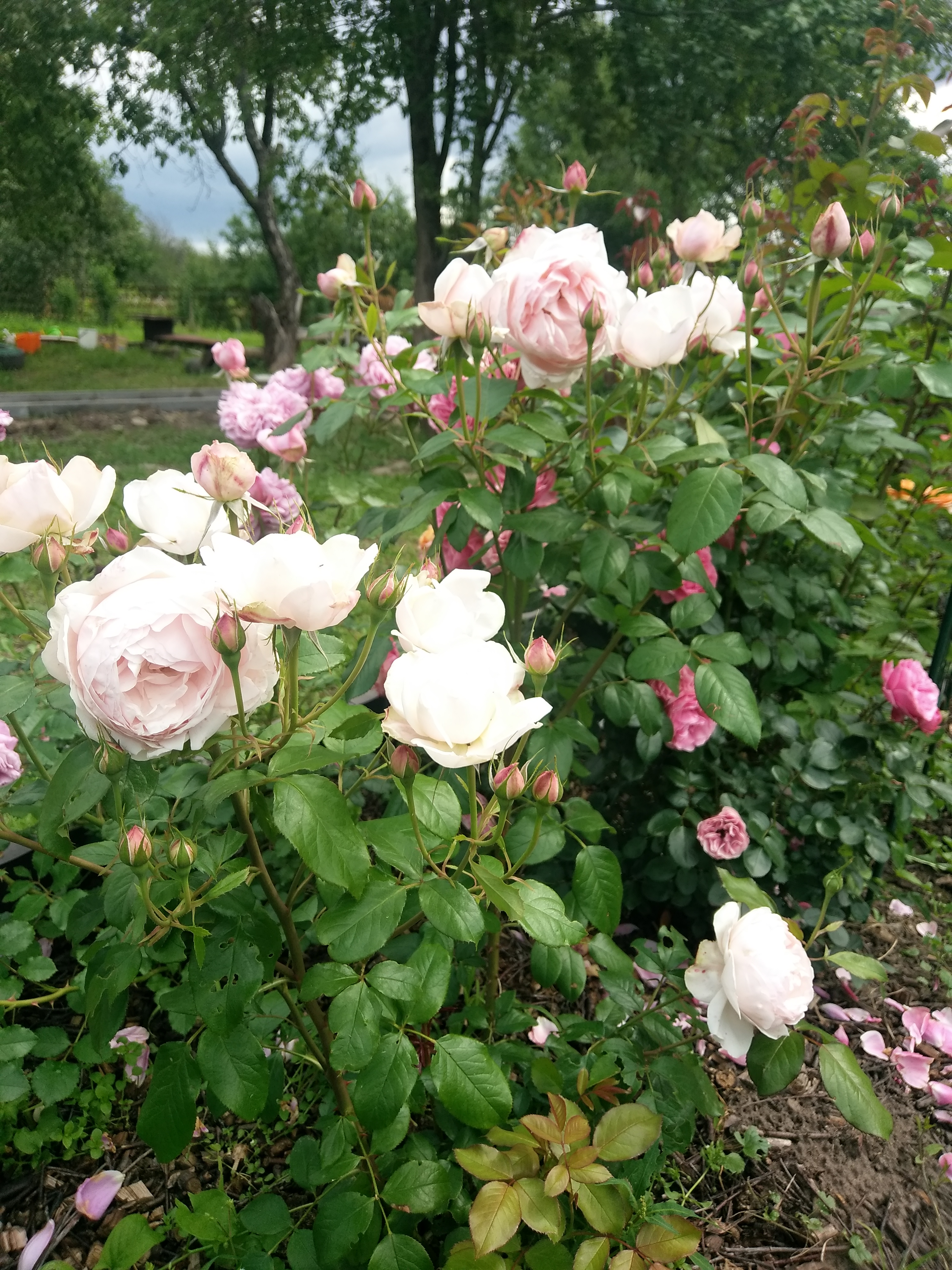 Саженцы розы помпадур купить в Москве по цене от 690 рублей