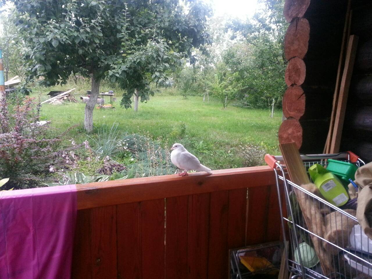 К чему прилетел белый голубь во двор частного дома. Голубь сидит на балконе. Постоянно во двор прилетает голубь.