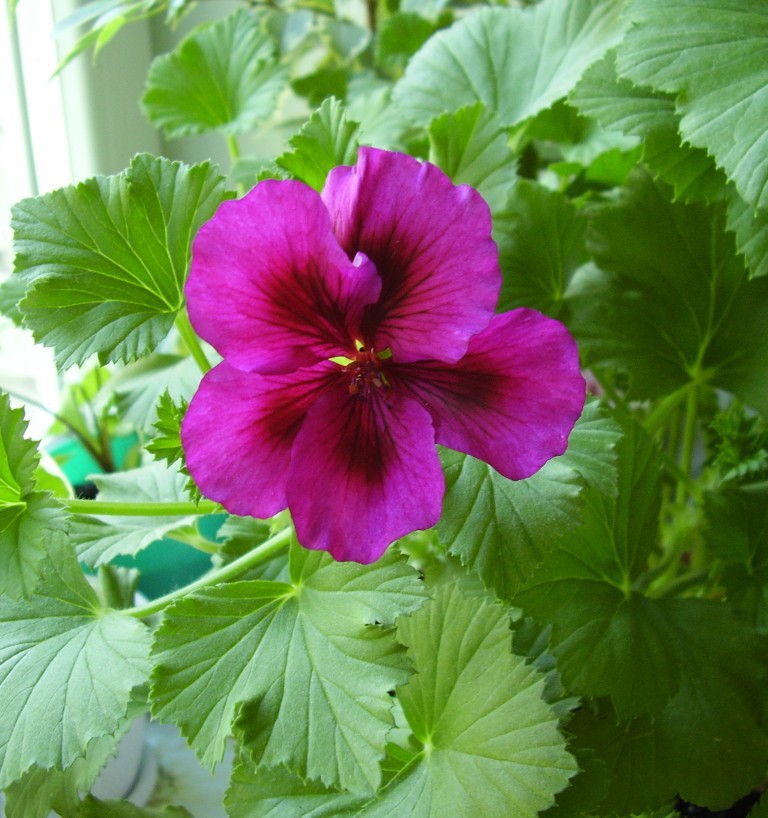 Купить Семена Королевской Пеларгонии Редких Сортов