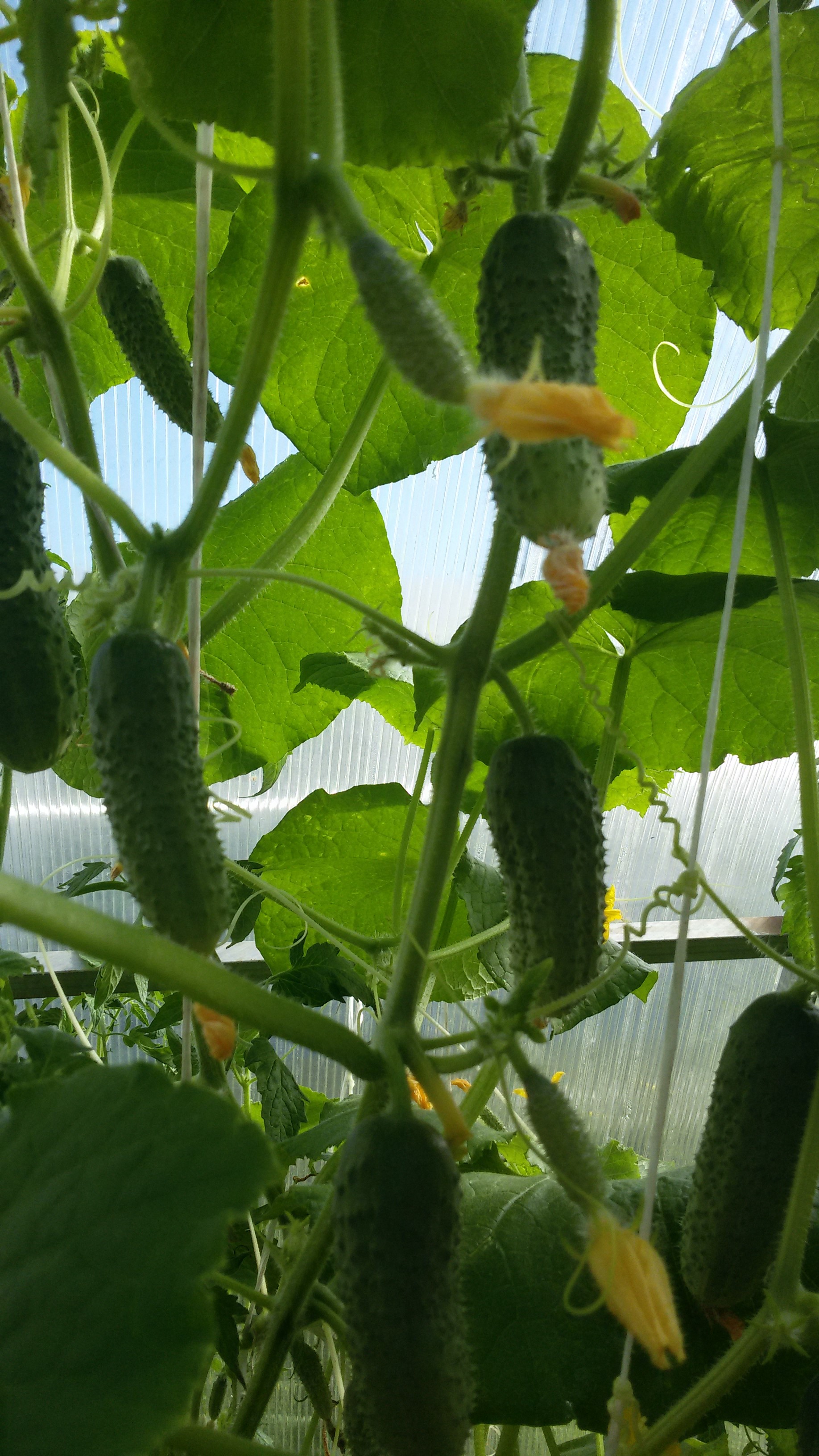 огурец ленара f1. огурец мутировал в. огурцы неприхотливые сорта. огурцы неприхотливые сорта. огурцы неприхотливые сорта.