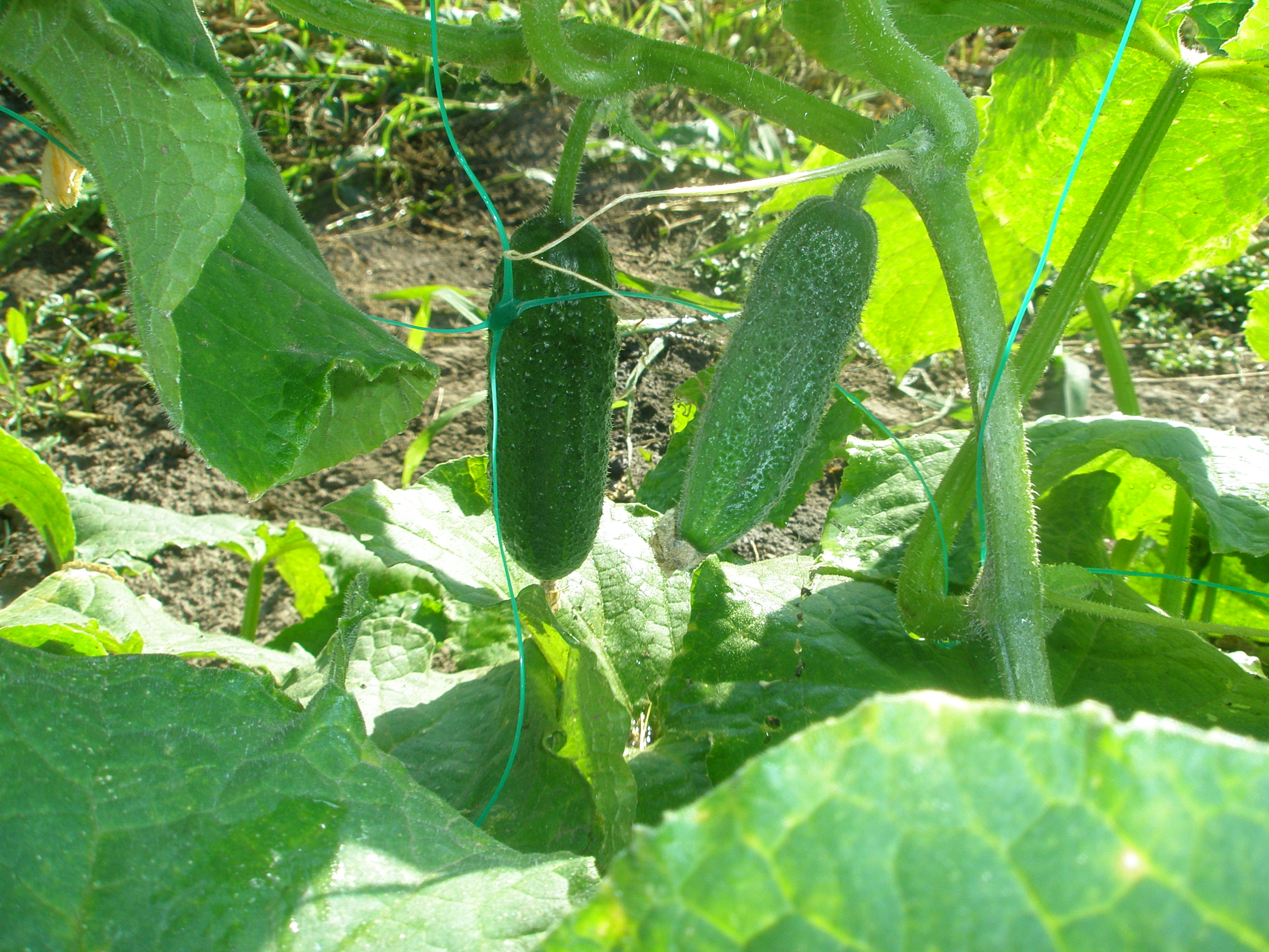 сибирский скороход семена огурцов. огурец лилипут ф1. сорт огурца гефест. полезность огурца. что полезного в огурцах.