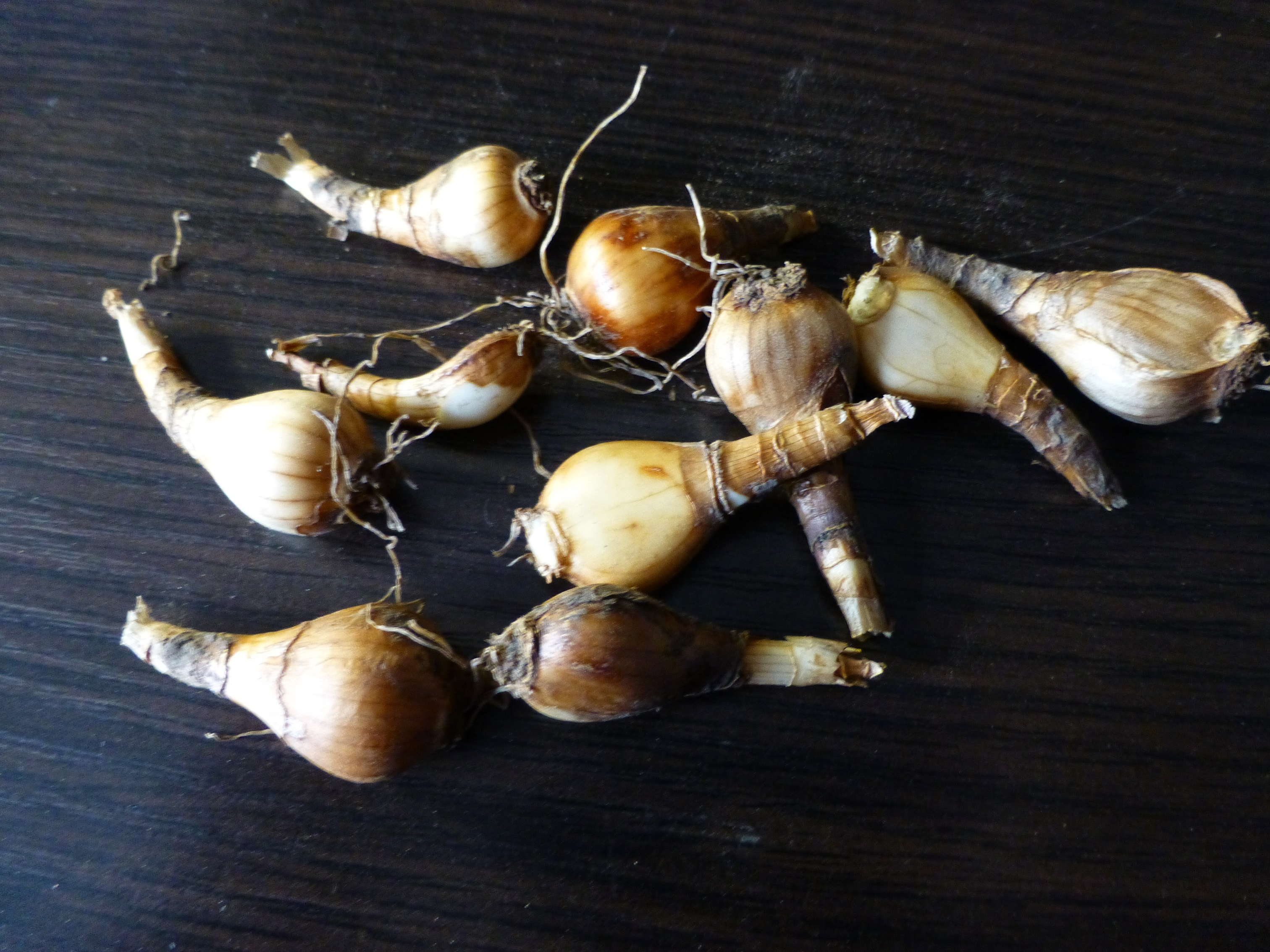 Нарцисс корневище. Какие луковицы нарциссов. Луковививицы нарцисов. Какие луковицы нарциссов. Луковица нарцисса.