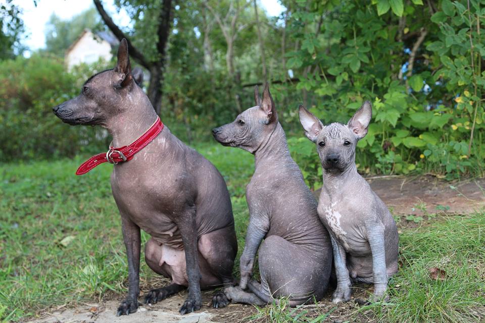 Внешность щенка ксолоитцкуинтли: