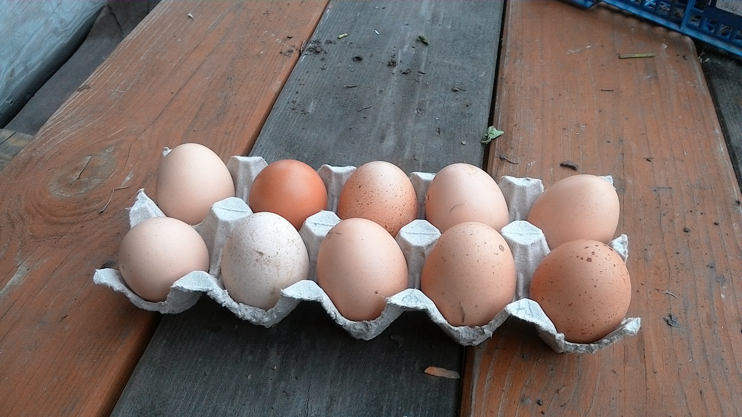 Брянская область куплю яйцо. Яйца Деревенские. Яйца саранские. Деревенские яйца курица. Деревенские яйца в ведре.