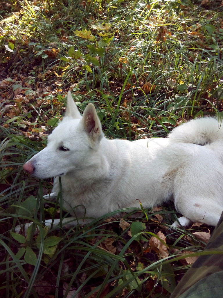 Фото собак породы лайка белого цвета