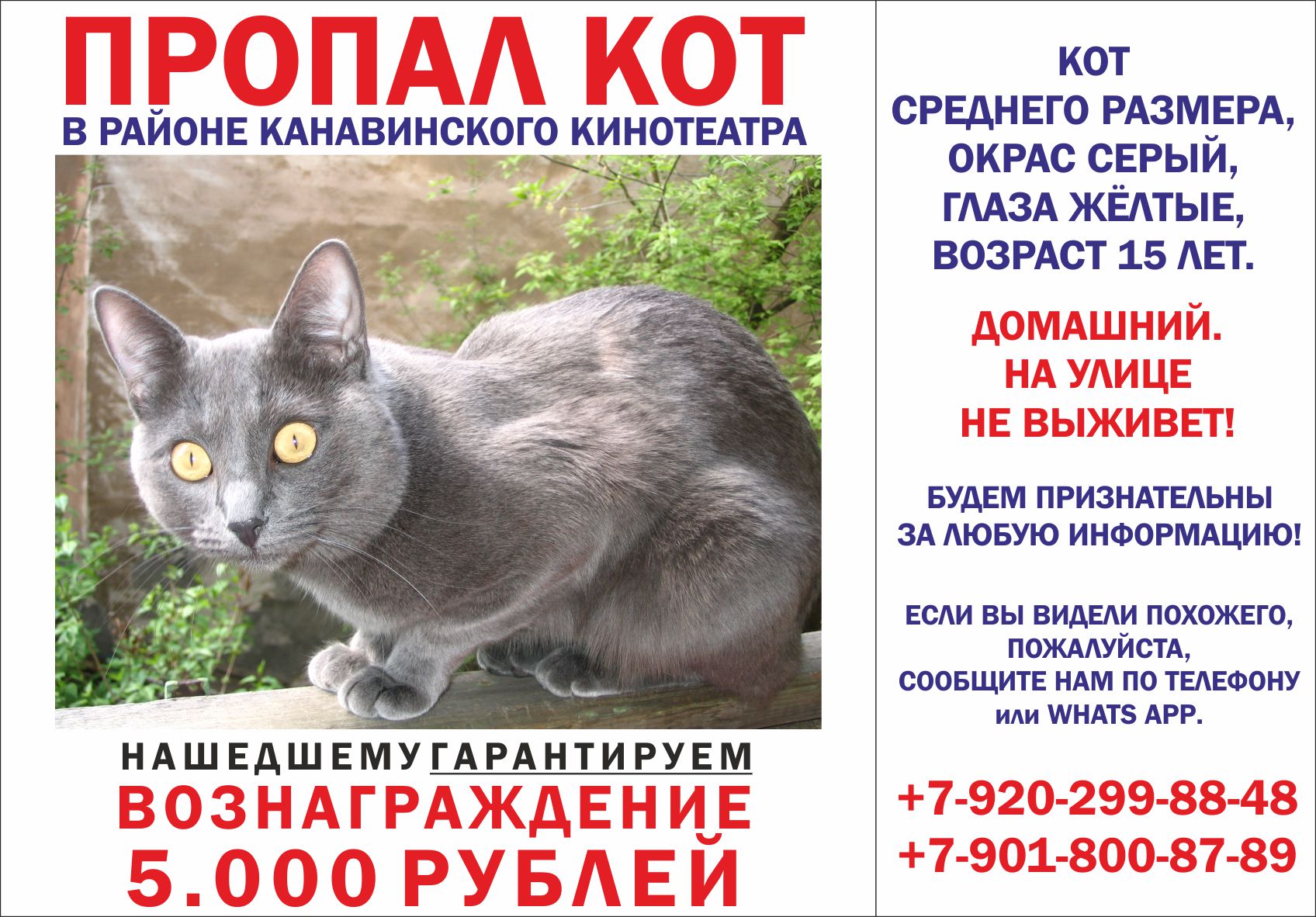 Картинка Потерялся Кот – Telegraph