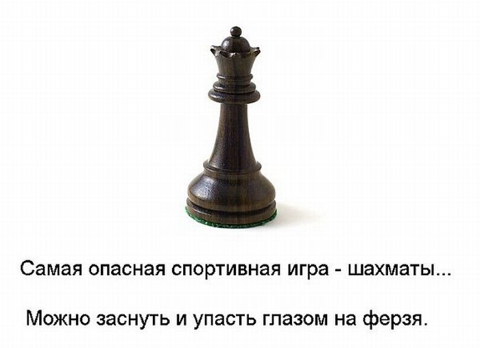 Картинки играть в шахматы с голубем