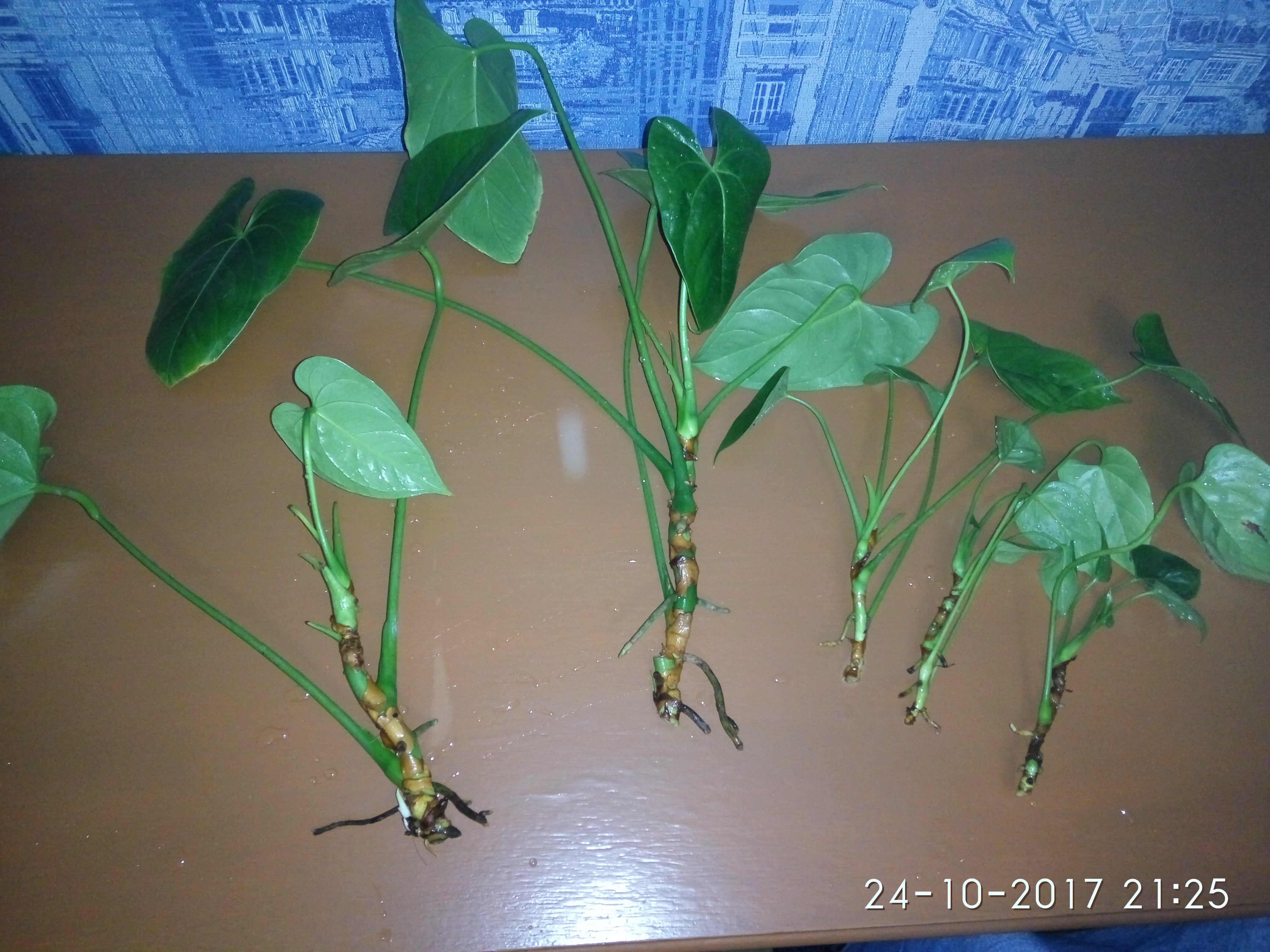 Где Купить Отростки Цветов