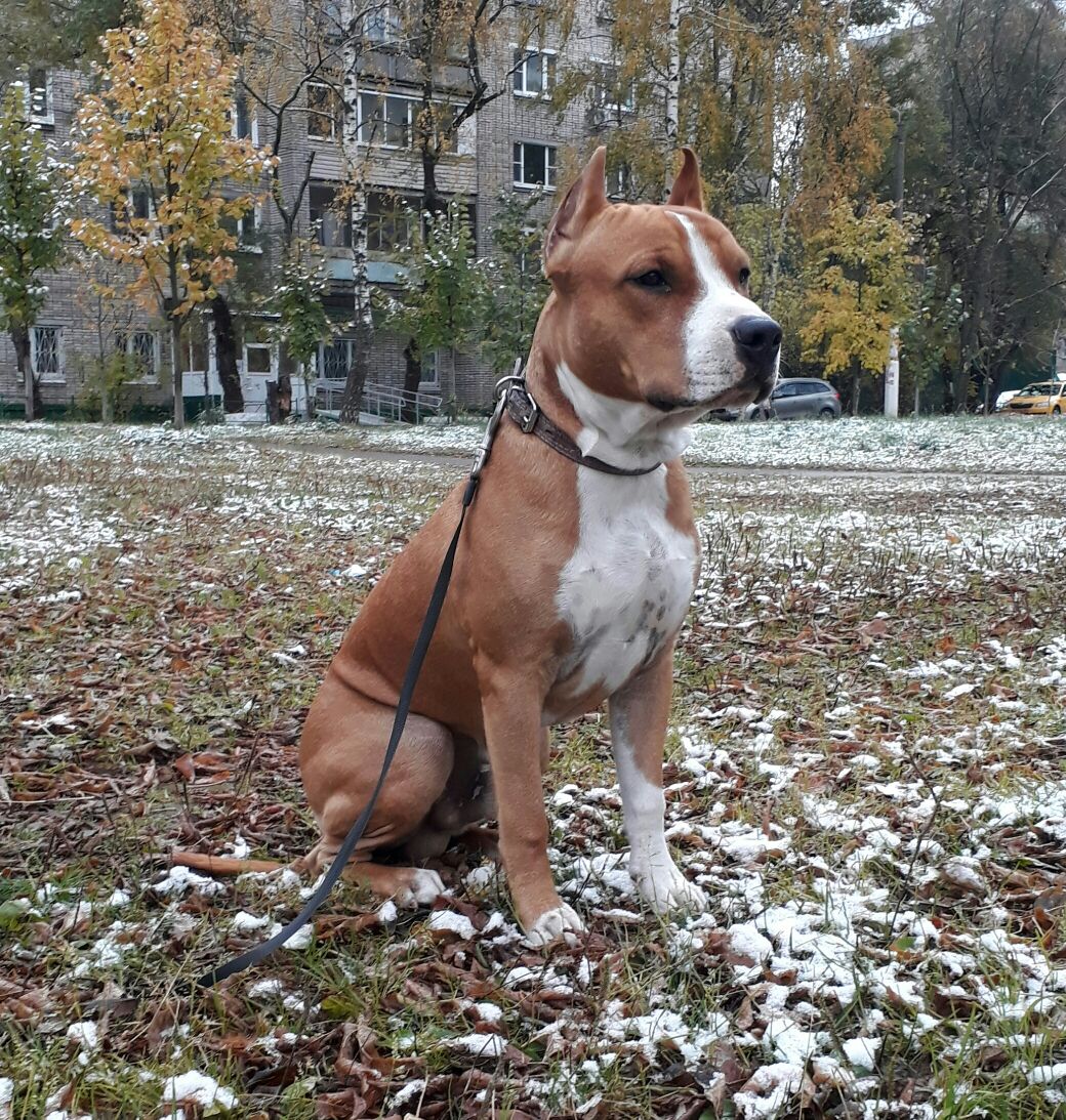 джек стафф терьер. американский стаффордширский терьер стандарт. американский стаффордширский терьер девочка. американский стаффордширский терьер сука. американский стаффордширский терьер вес.