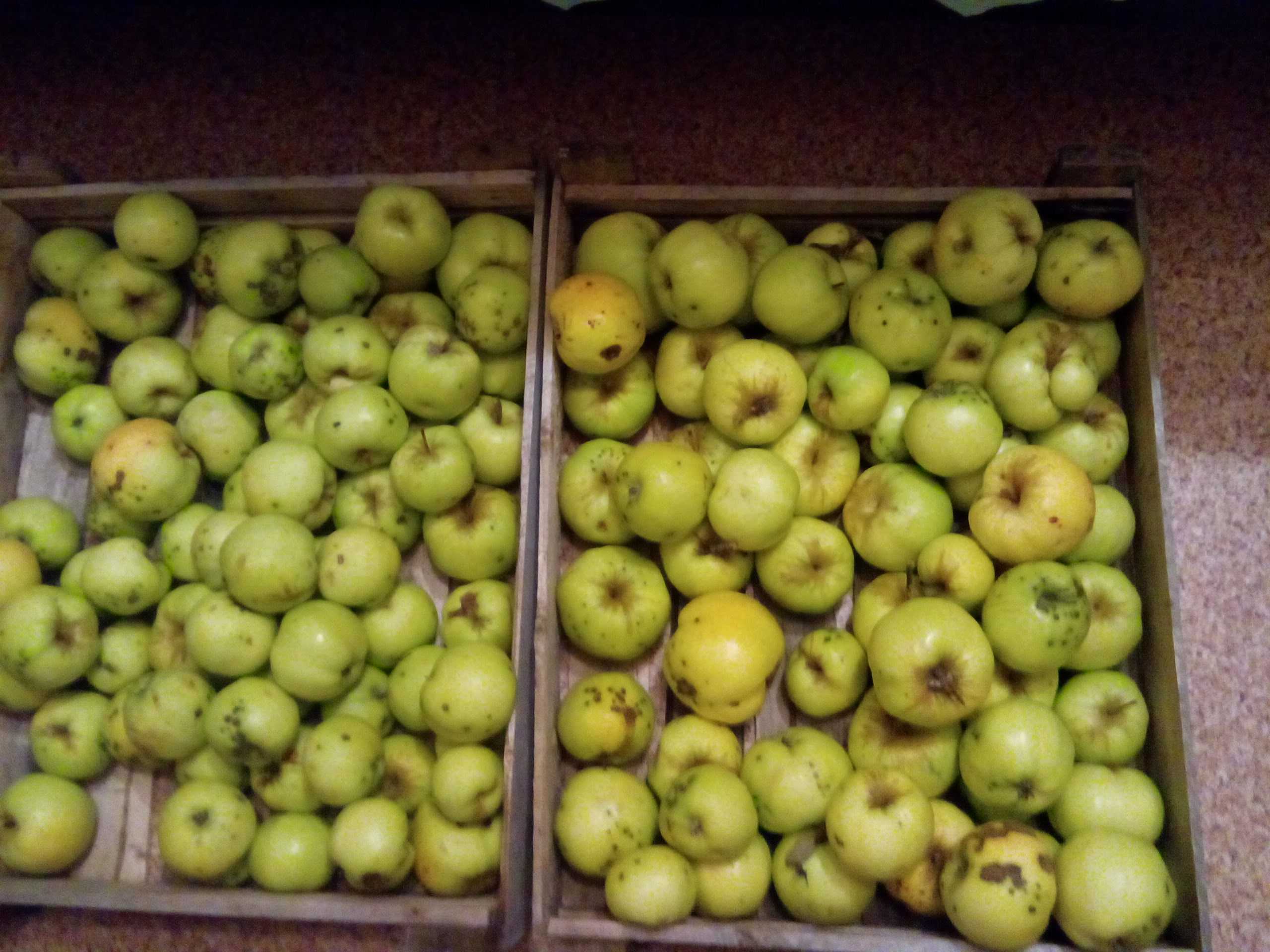 Яблоки антоновка фото. Яблоко антоновка сады. Памятник курской антоновке. Антоновка мем. Антоновка вектор.