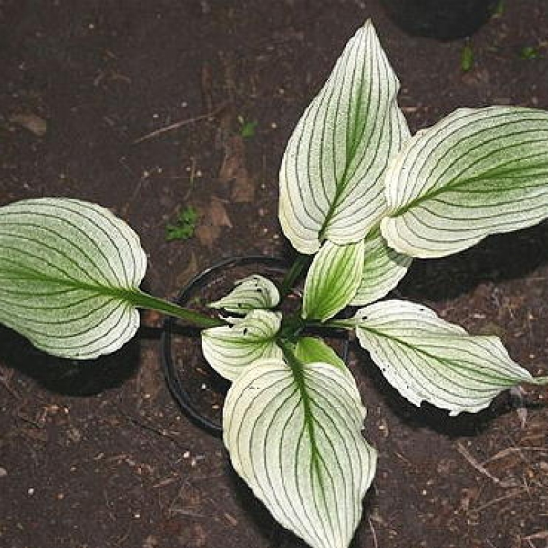 Хоста гибридная zebra stripes. Хоста зебра. Хоста zebra stripes hosta. Хоста zebra stripes (зебра страйпс) м. Хоста гибридная zebra stripes.