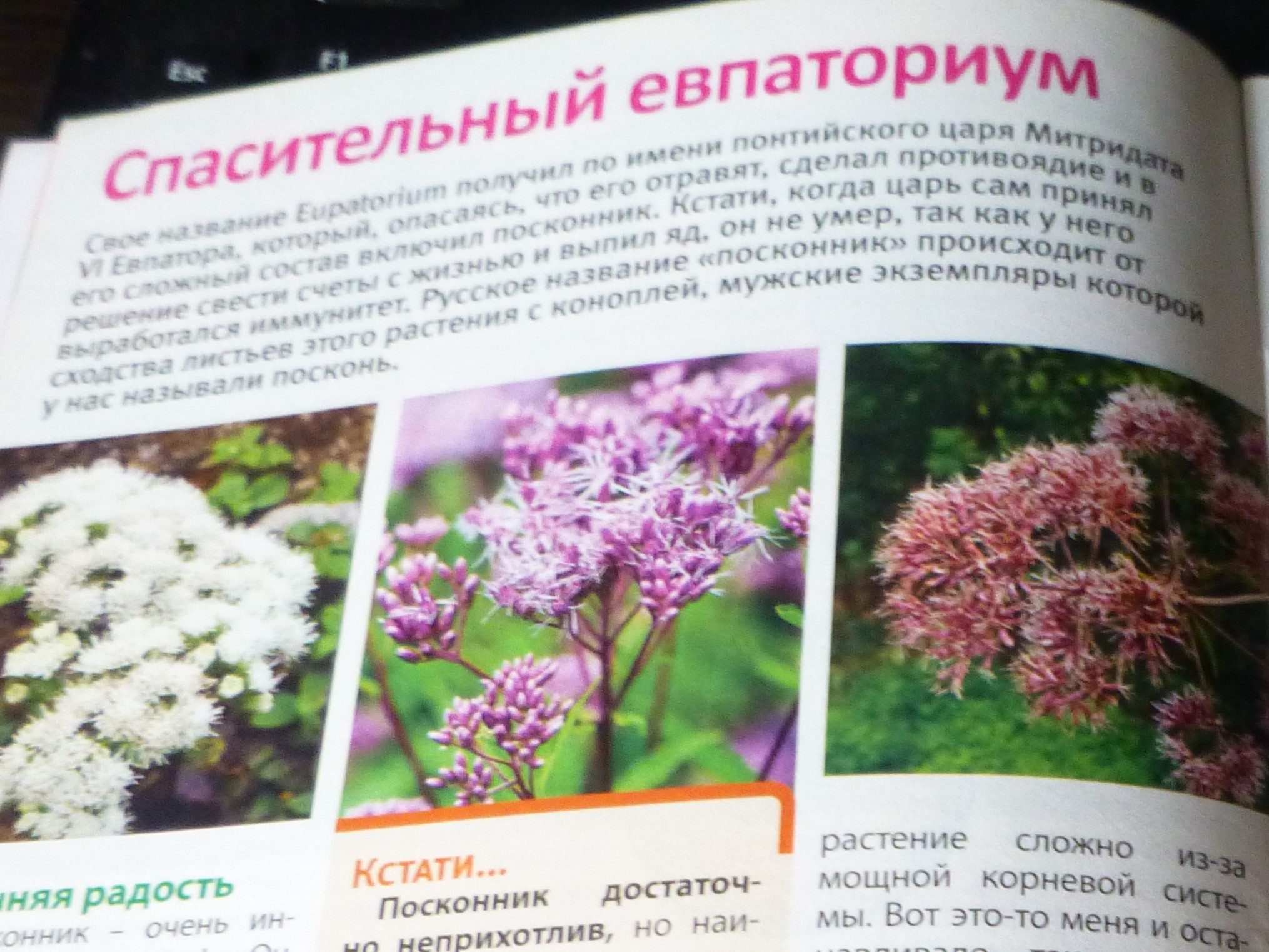 Посконник Семена Купить