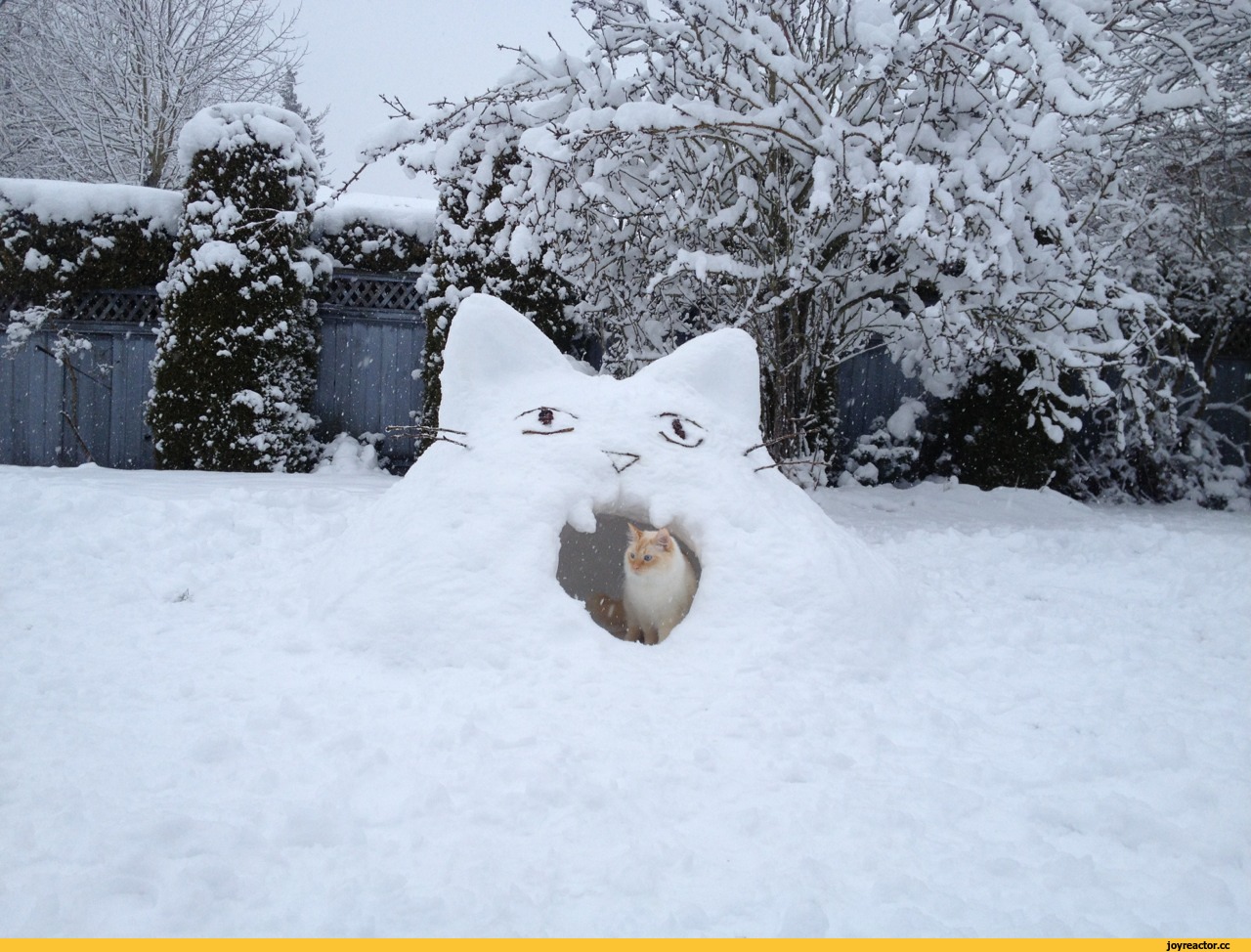 Со снежком. Кот из снега. Смешной кот зимой. Зимние приколы. Кот Снеговик.