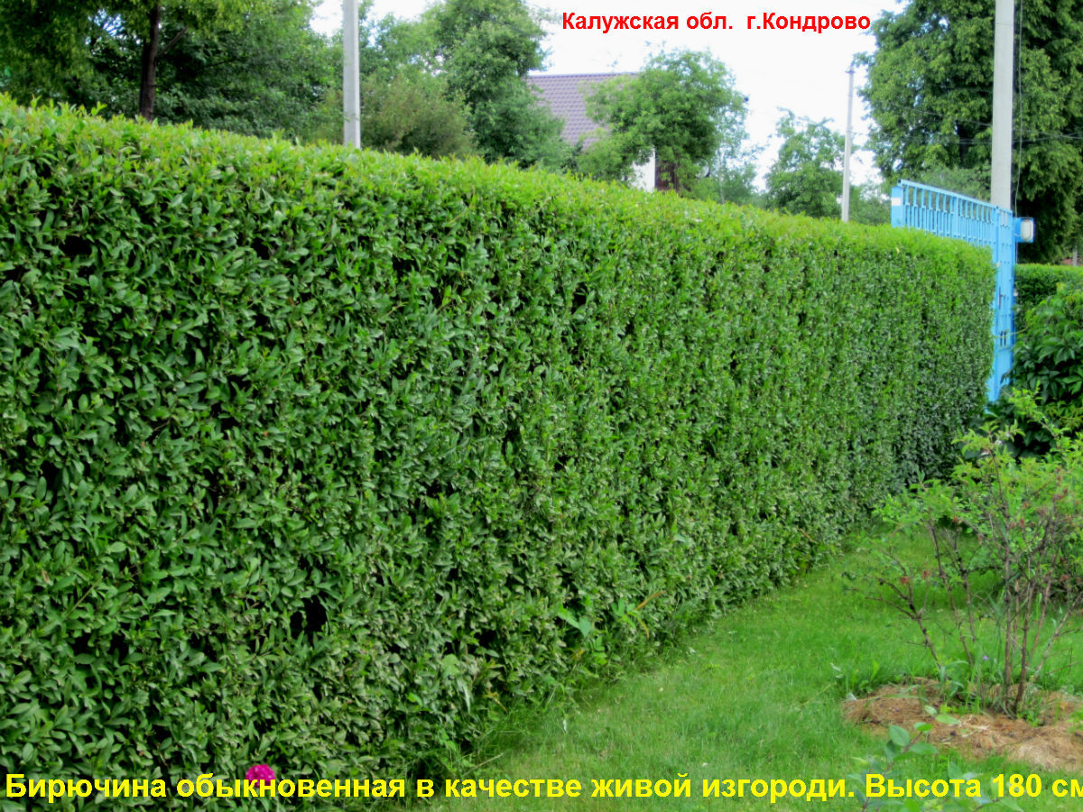 Бирючина Живая Изгородь Купить В Краснодаре