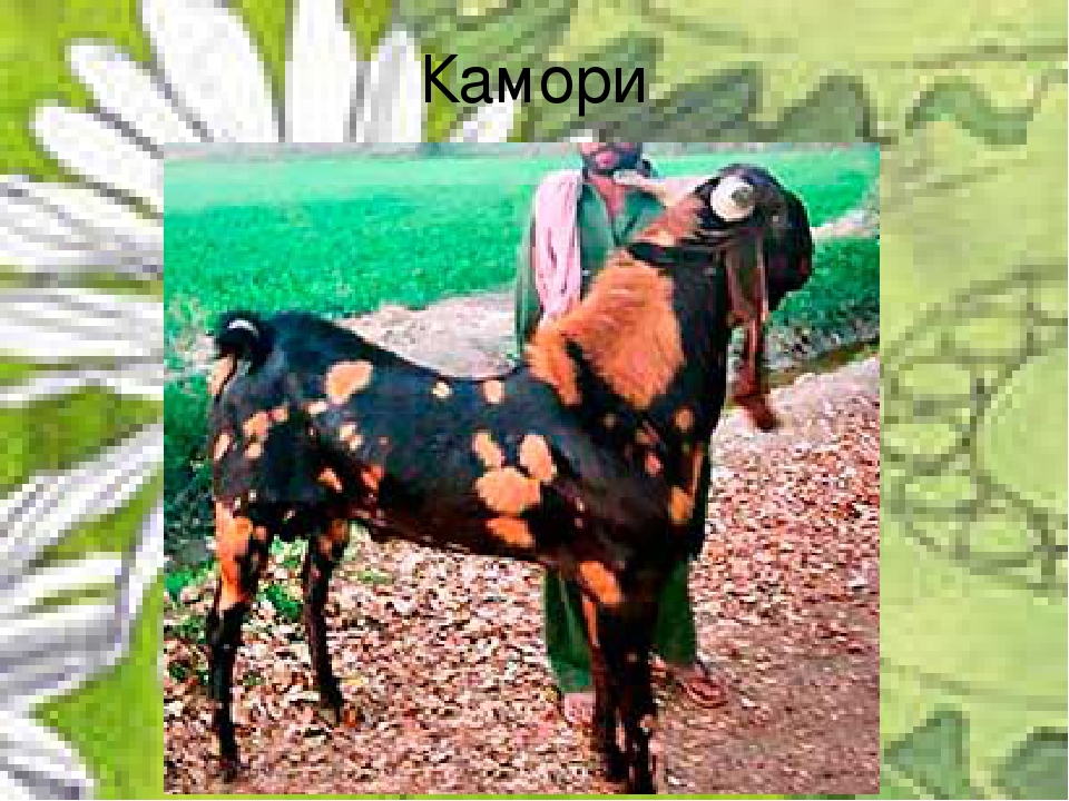 Козы камори описание. Камори- нубийские. Козы породы Камори. Коза пакистанской породы. Нубийские козы Камори.