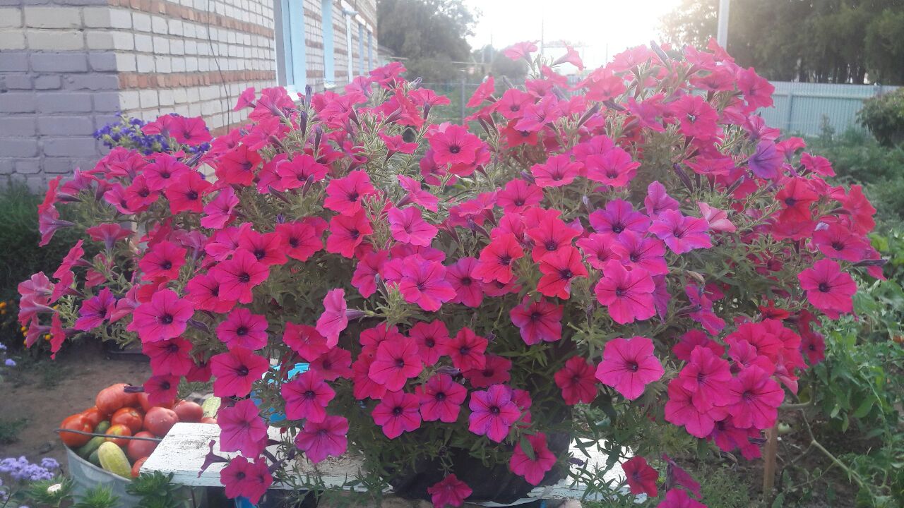 Петуния тайфун черри. Петуния тайдал wave hot pink. Тайфун хот. Тайфун хот. Петуния тайфун хот пинк.