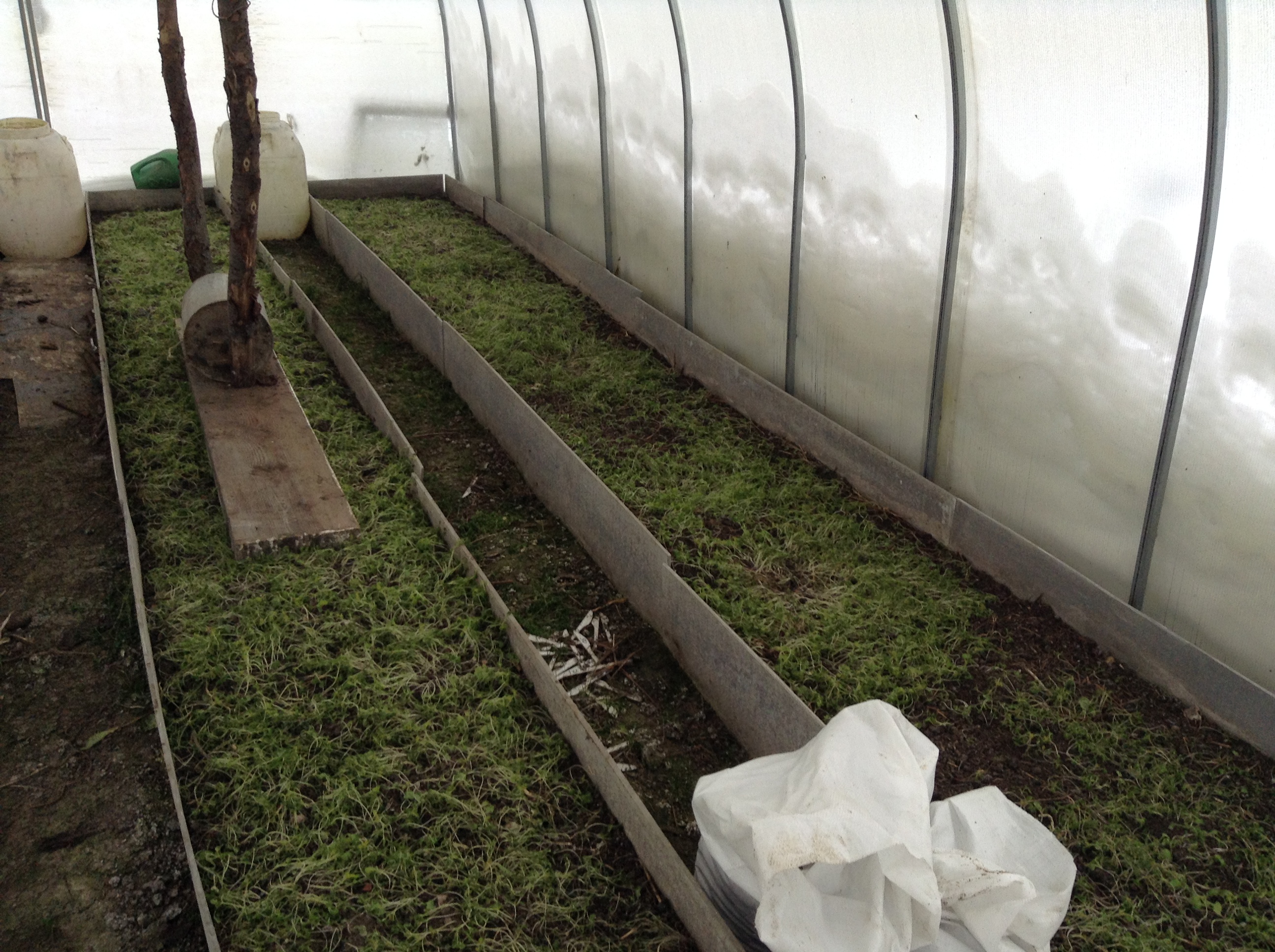 Подвязка огурцов в теплице из поликарбоната. Зеленеет земля в теплице. Теплица позеленела. Позеленела земля в теплице. В теплице зеленеет.