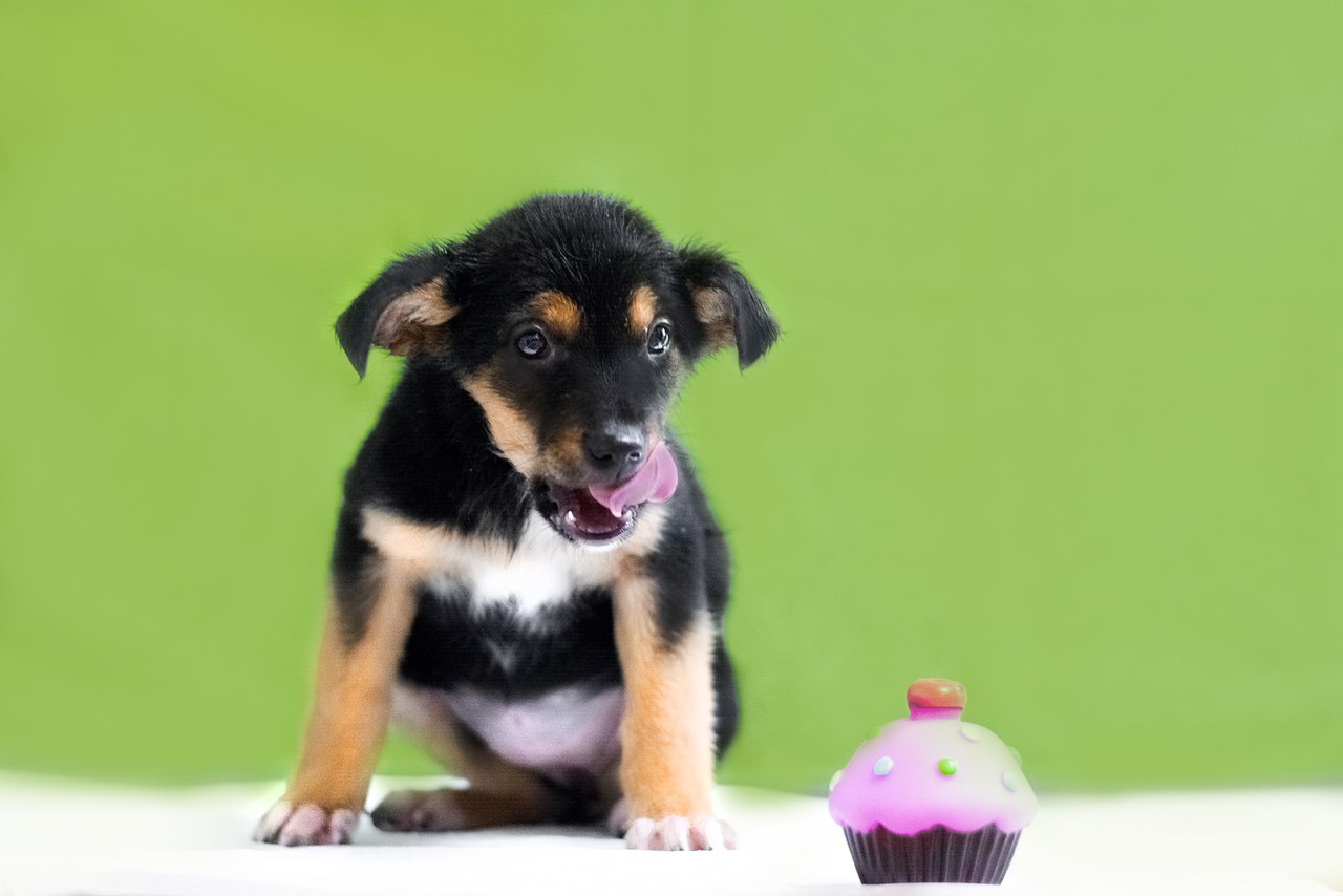 Щенки в помете. Много щенков. 15 щенков. Щенки в коробке около мусорки. Ротвейлер щенок.