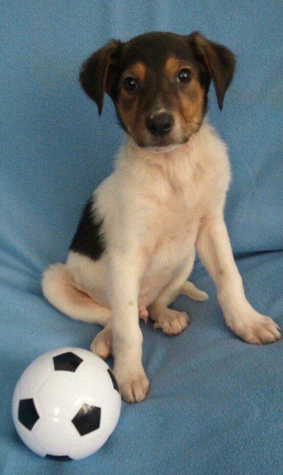 Щенков выбросили на мусорку. 15 щенков. Новорождённые щенки добермана. Много щенков. 15 щенков.