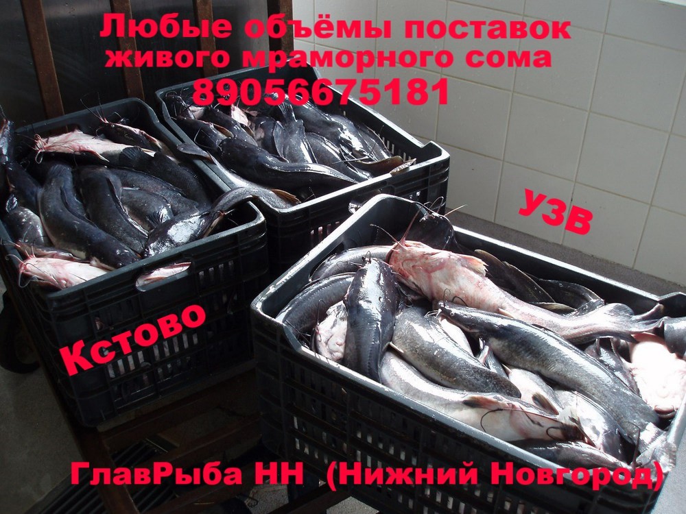 Купить Рыбу В Нижегородской Области